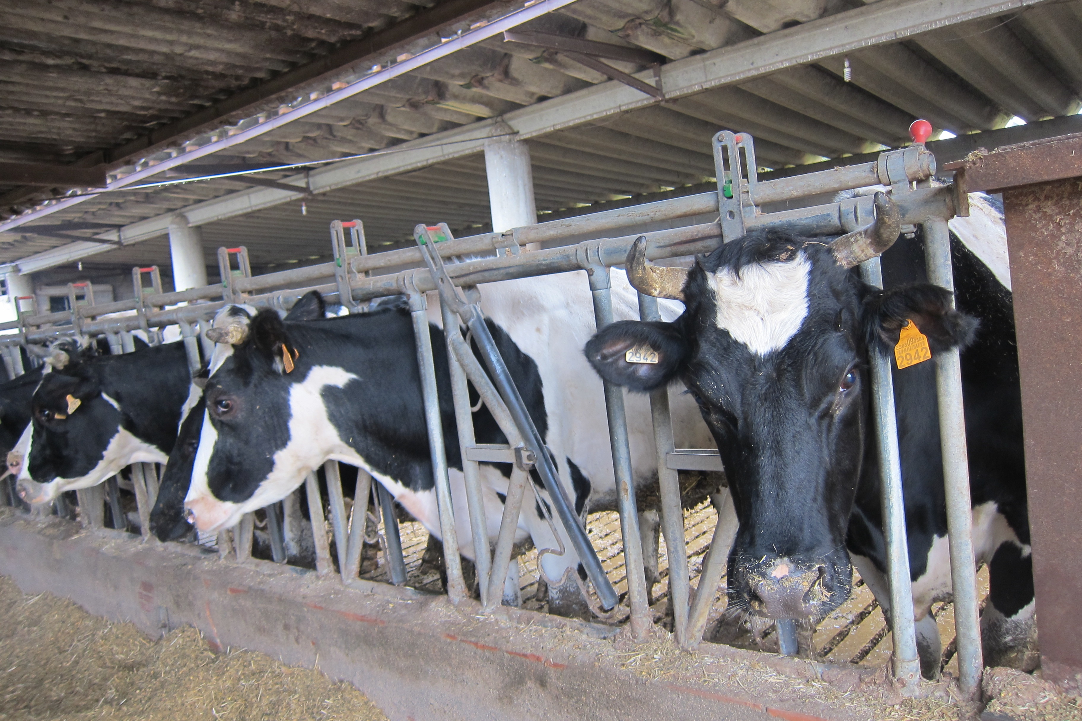 Las medidas adoptadas por el sindicato de leche desde hace más de 25 días está empezando a generar “desabastecimiento tanto de subproductos como de leche fresca”, indicó Conaprole
