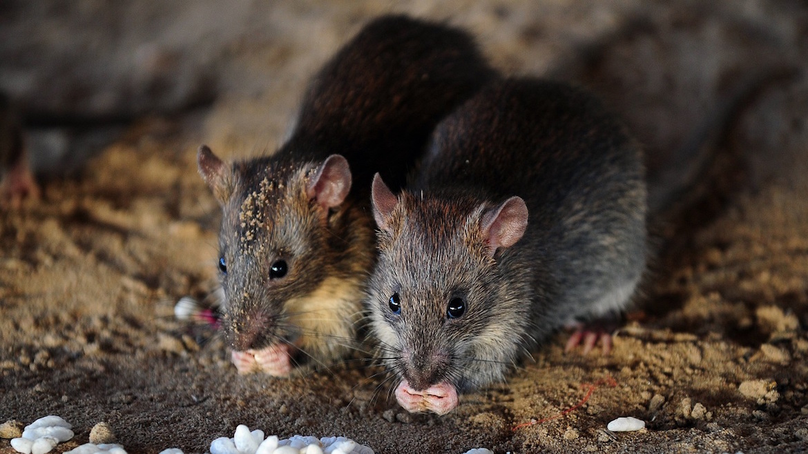 De la rata al gato, una relación asimétrica (AFP)