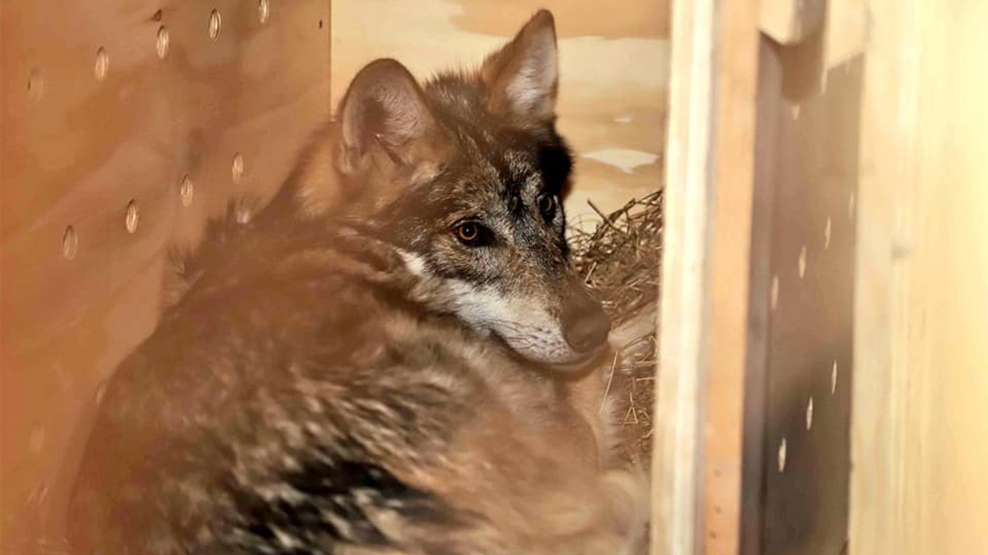 La Coordinación General de Ecología del estado de Tlaxcala dio a conocer la llegada de tres ejemplares del Lobo Mexicano al Zoológico de Tlaxcala (Foto: Facebook@GobTlaxcala)