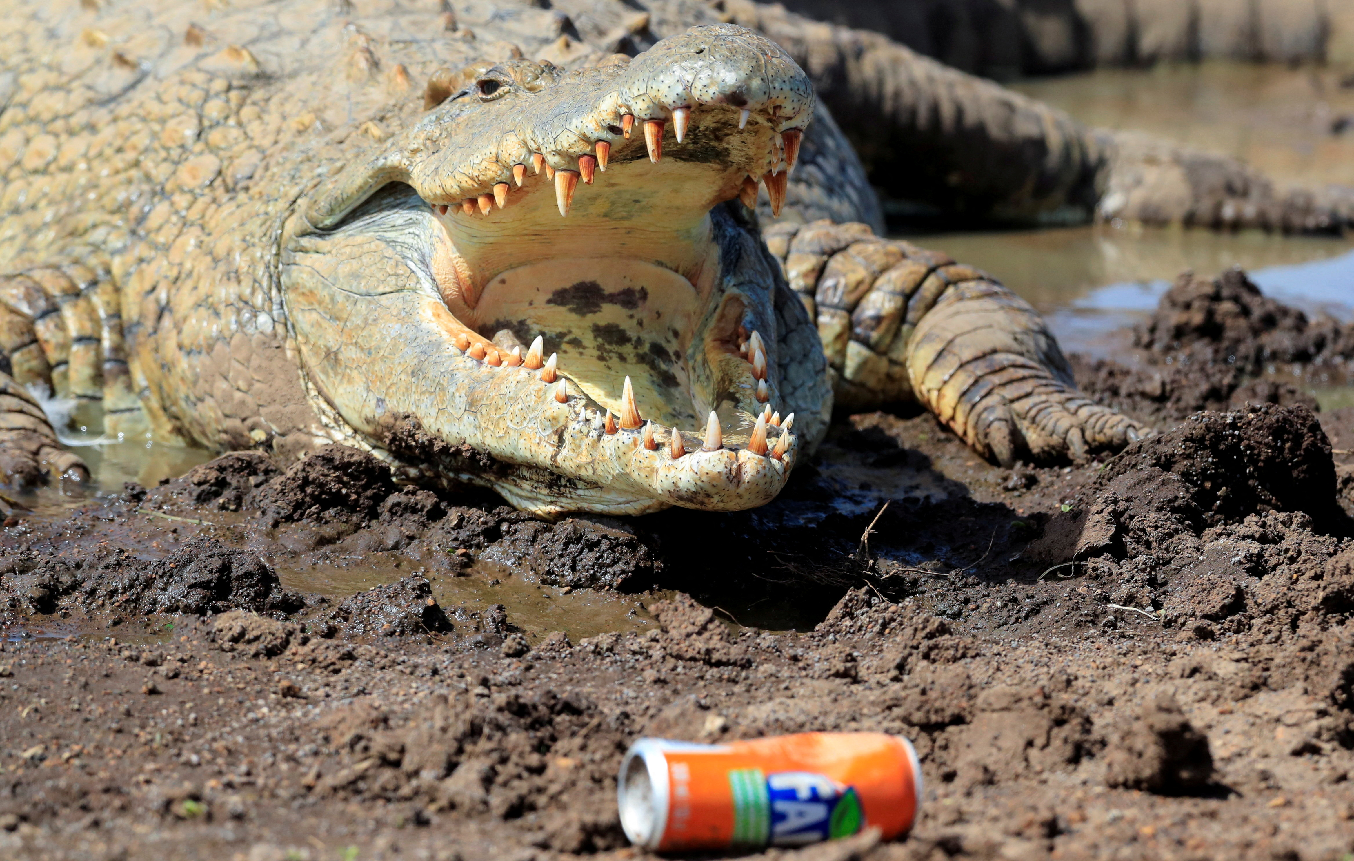 Una foto viral reavivó la aterradora historia del cocodrilo en cautiverio  más grande del mundo - Infobae