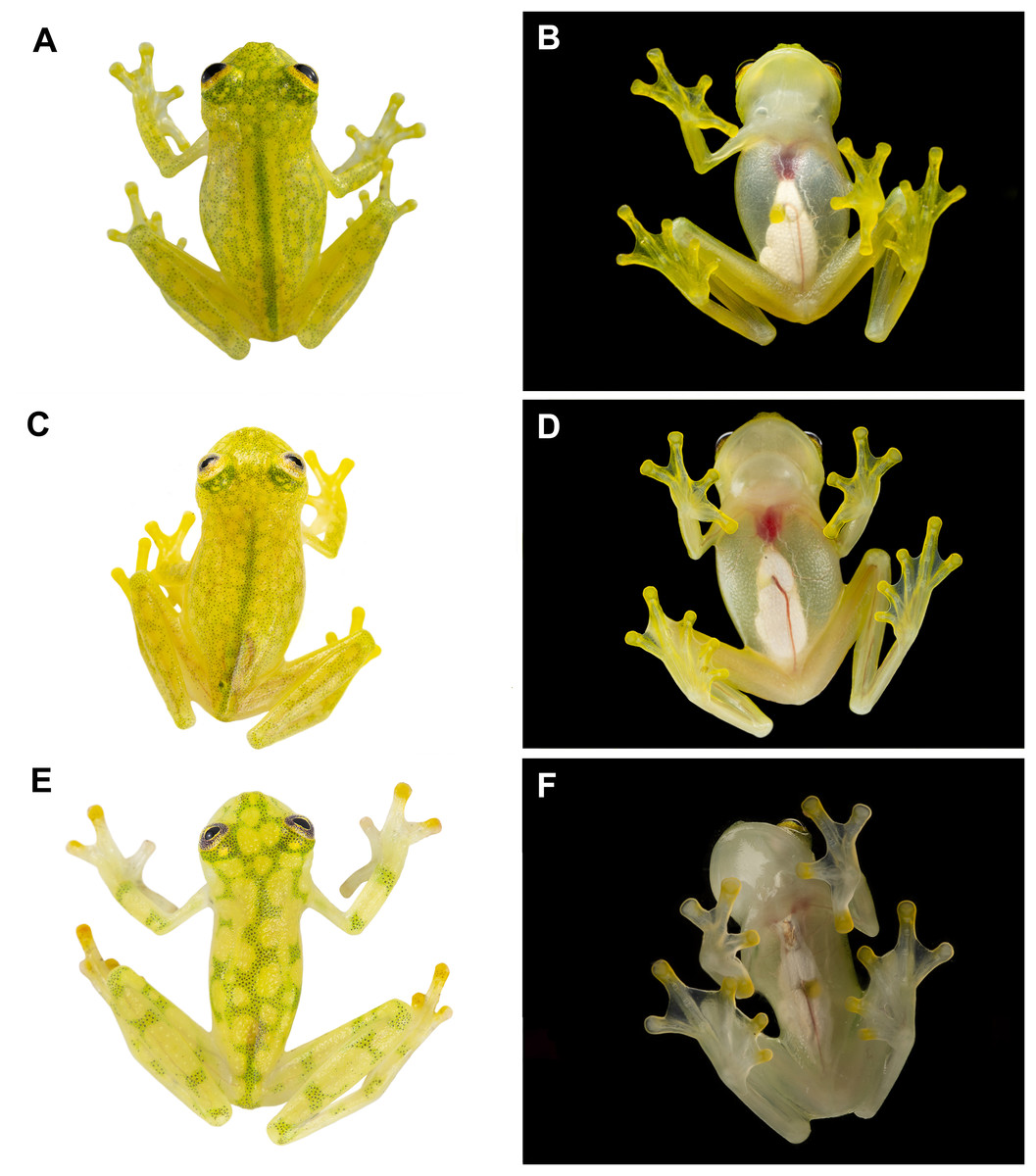 Pérou : une nouvelle espèce de grenouille découverte dans les Andes