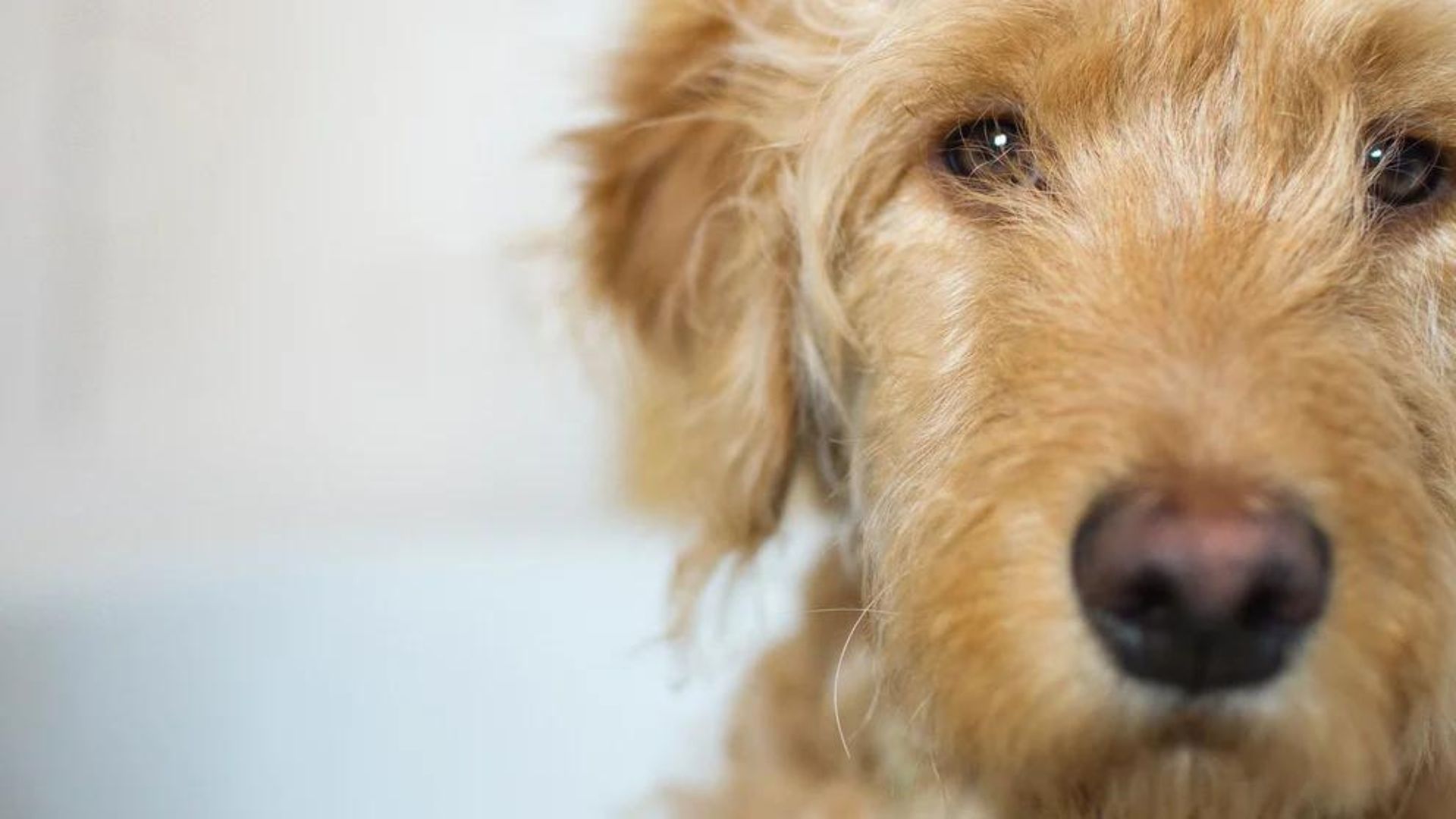 Cuál es el noble acto de los perros en la lucha contra el Alzheimer