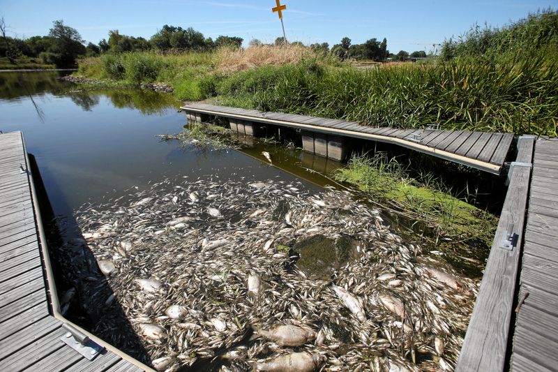 Dead fish float on the surface of the Oder river, as the water has been polluted and is causing mass extinction of fish in the river, in Bielinek, Poland, August 11, 2022. Cezary Aszkiełowicz/Agencja Wyborcza.pl via REUTERS