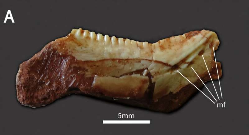 Francisco Paoltroni denunció adoctrinamiento escolar en Formosa y reclamó una intervención federal