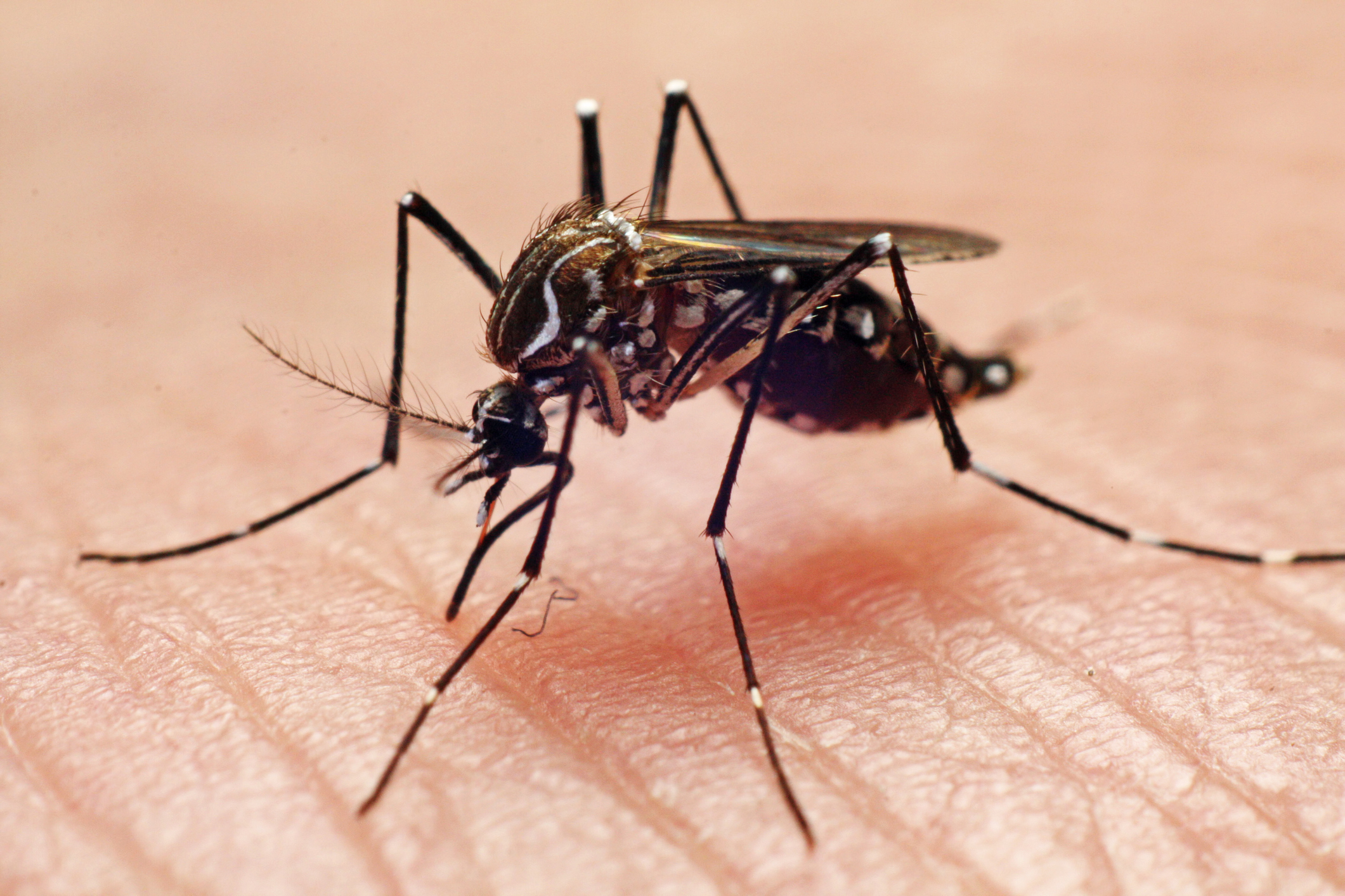 ¿Los mosquitos son “máquinas perfectas” de olfatear humanos?