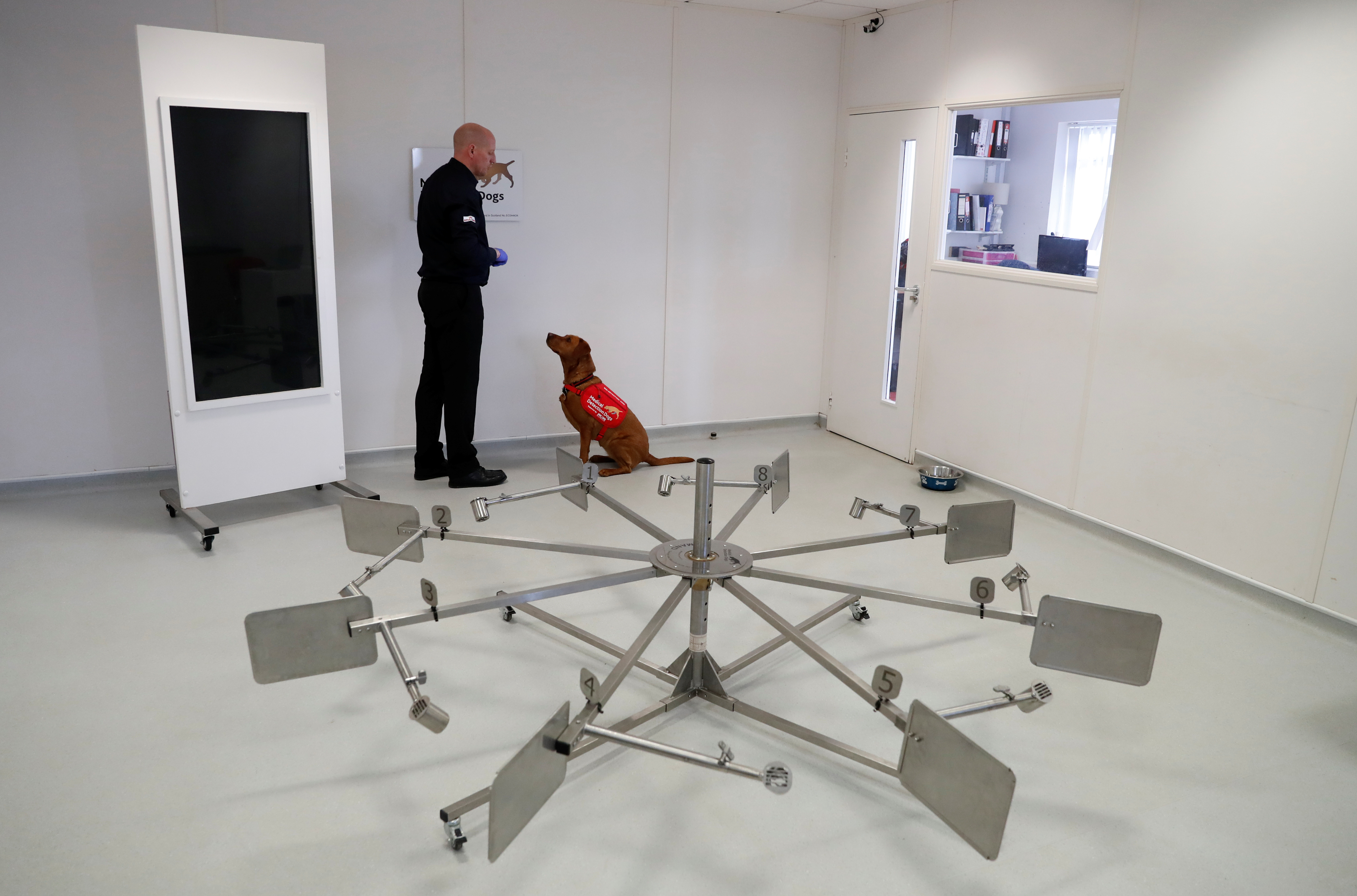 El adiestramiento en la detección de olores se realiza a partir de un aprendizaje asociativo mediante el cual el perro aprende a reconocer un olor que le dará acceso a su juguete o alimento de su agrado. Al encontrar el lugar con la muestra positiva el perro lo indicará con una conducta específica, recibiendo así la recompensa por esta marcación (REUTERS)