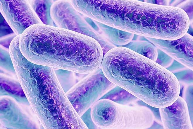 Encontraron que bacterias lácticas, en particular las del género Lactobacillus, favorecen la proliferación de los hongos Candida. Pero también hacen que esos hongos sean menos virulentos/Archivo