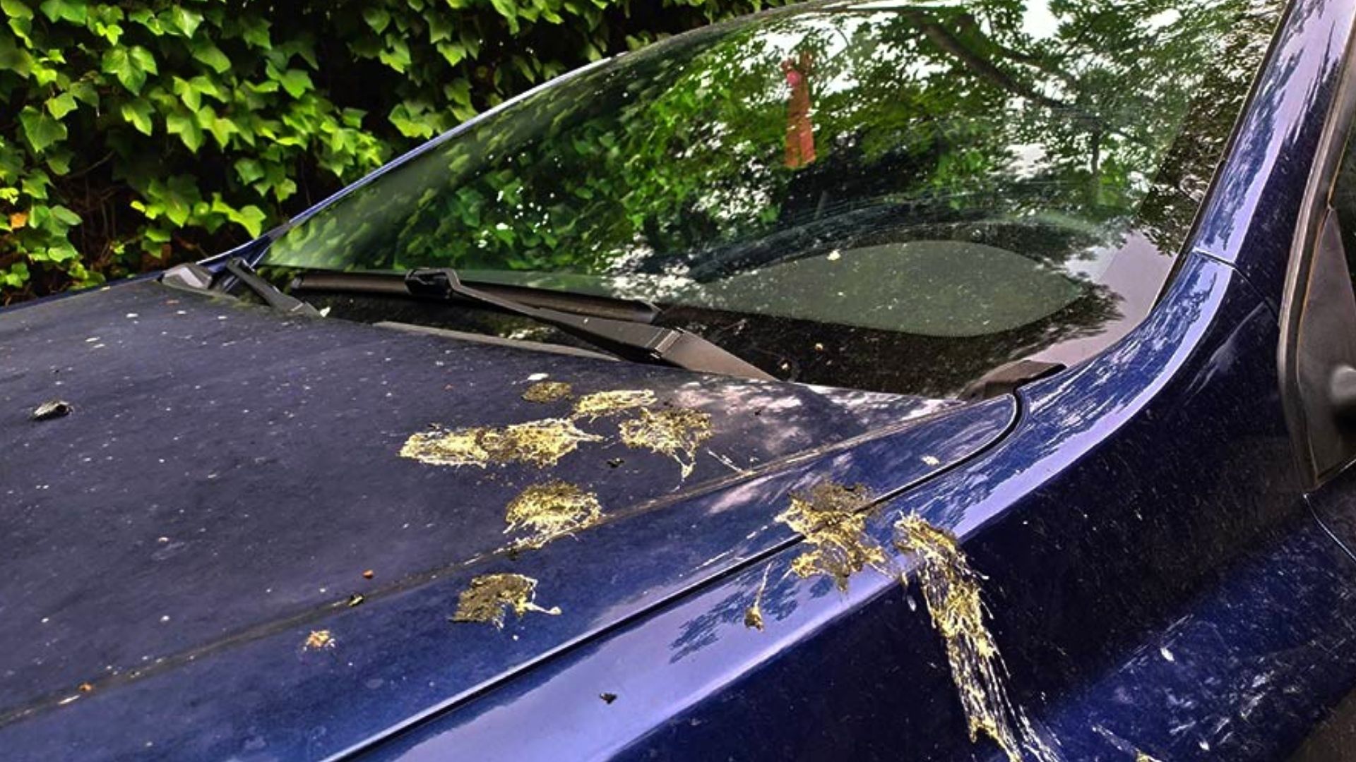 ¿Cómo limpiar el excremento de paloma sin dañar la pintura del carro? Foto: Captura