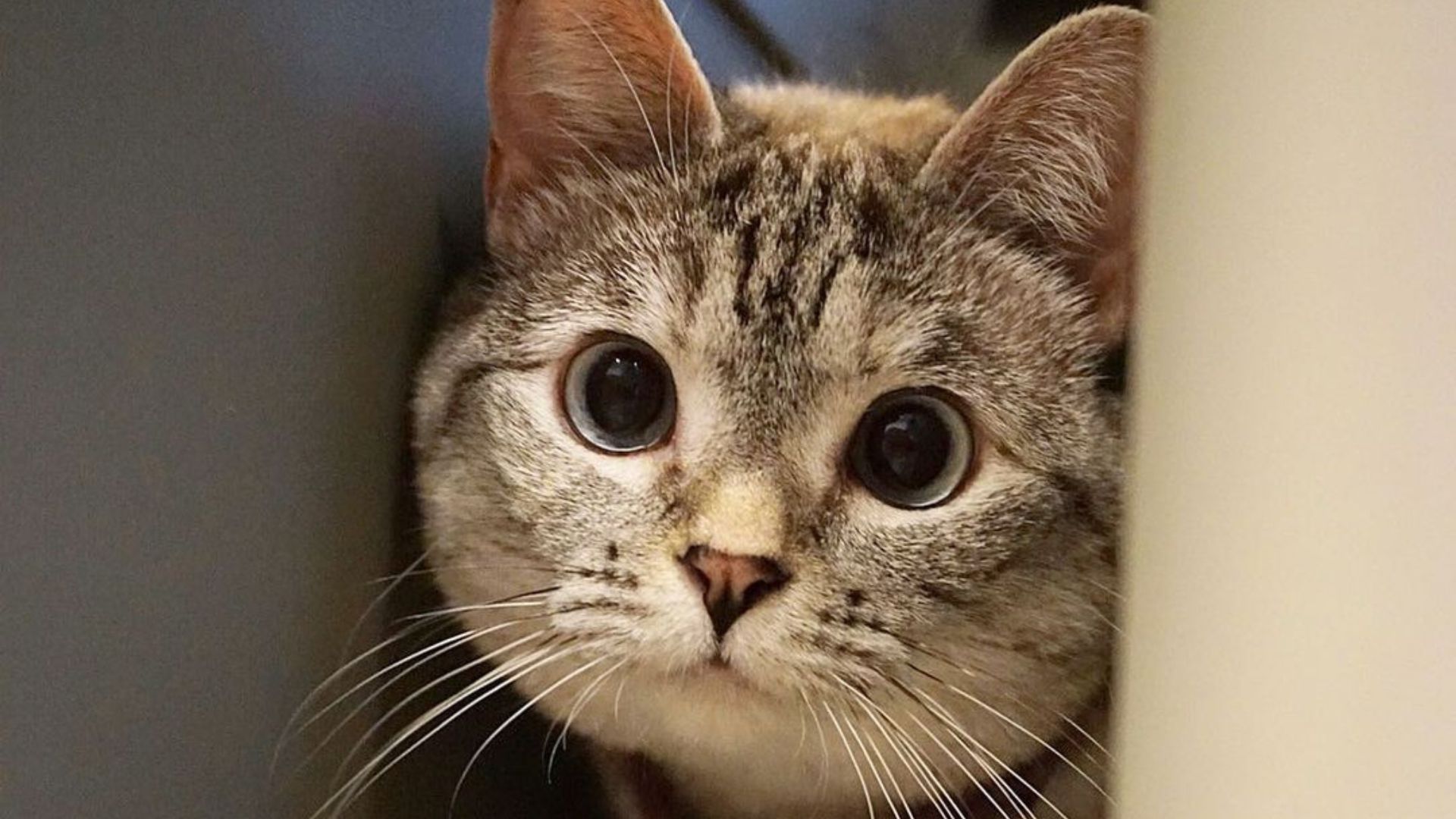 La historia de Nala, la gata que fue rescatada de un refugio y ahora factura millones de dólares