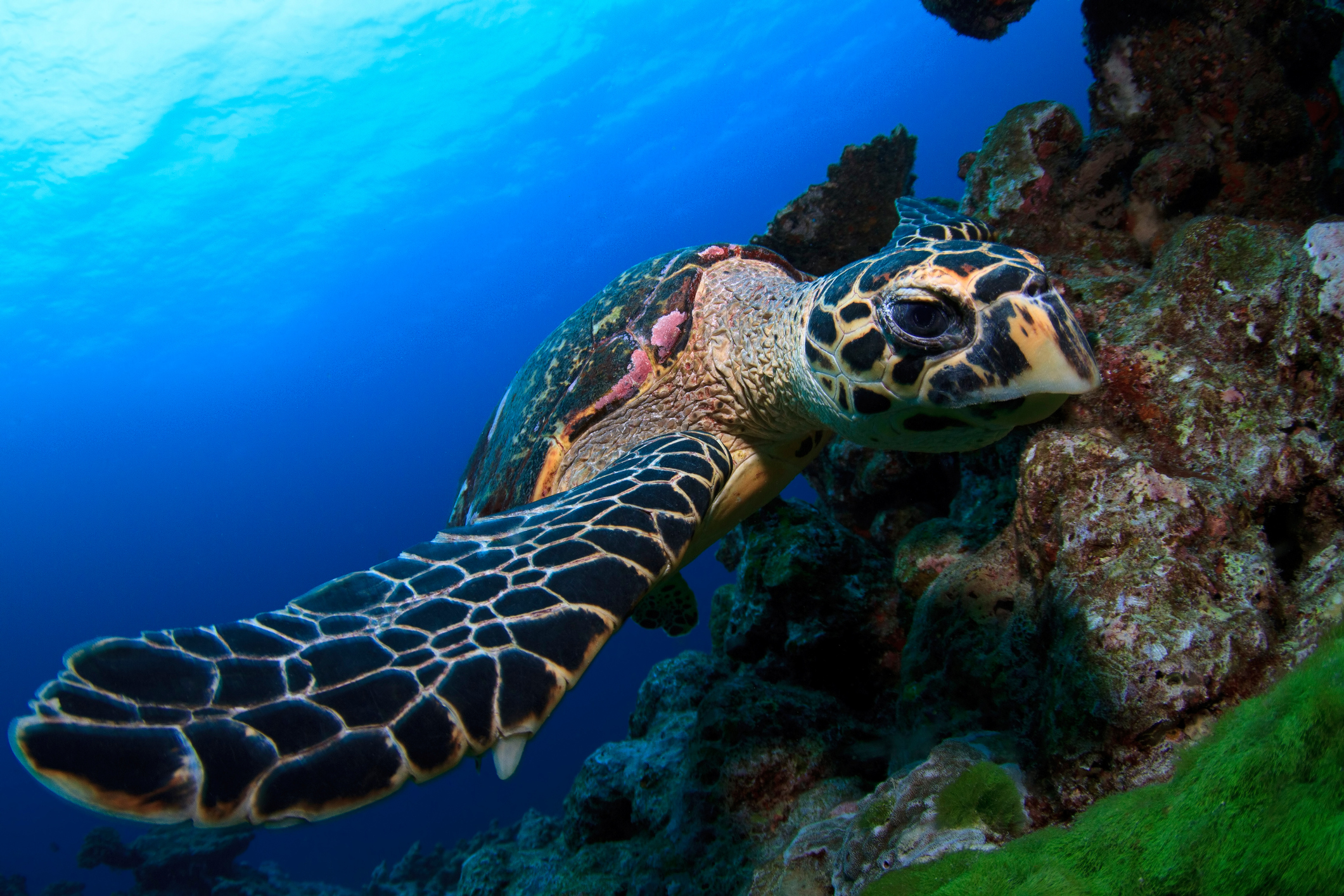 Las tortugas del Océano Pacífico encuentran la muerte al transitar cerca de la carboeléctrica de Guerrero (Getty Images)