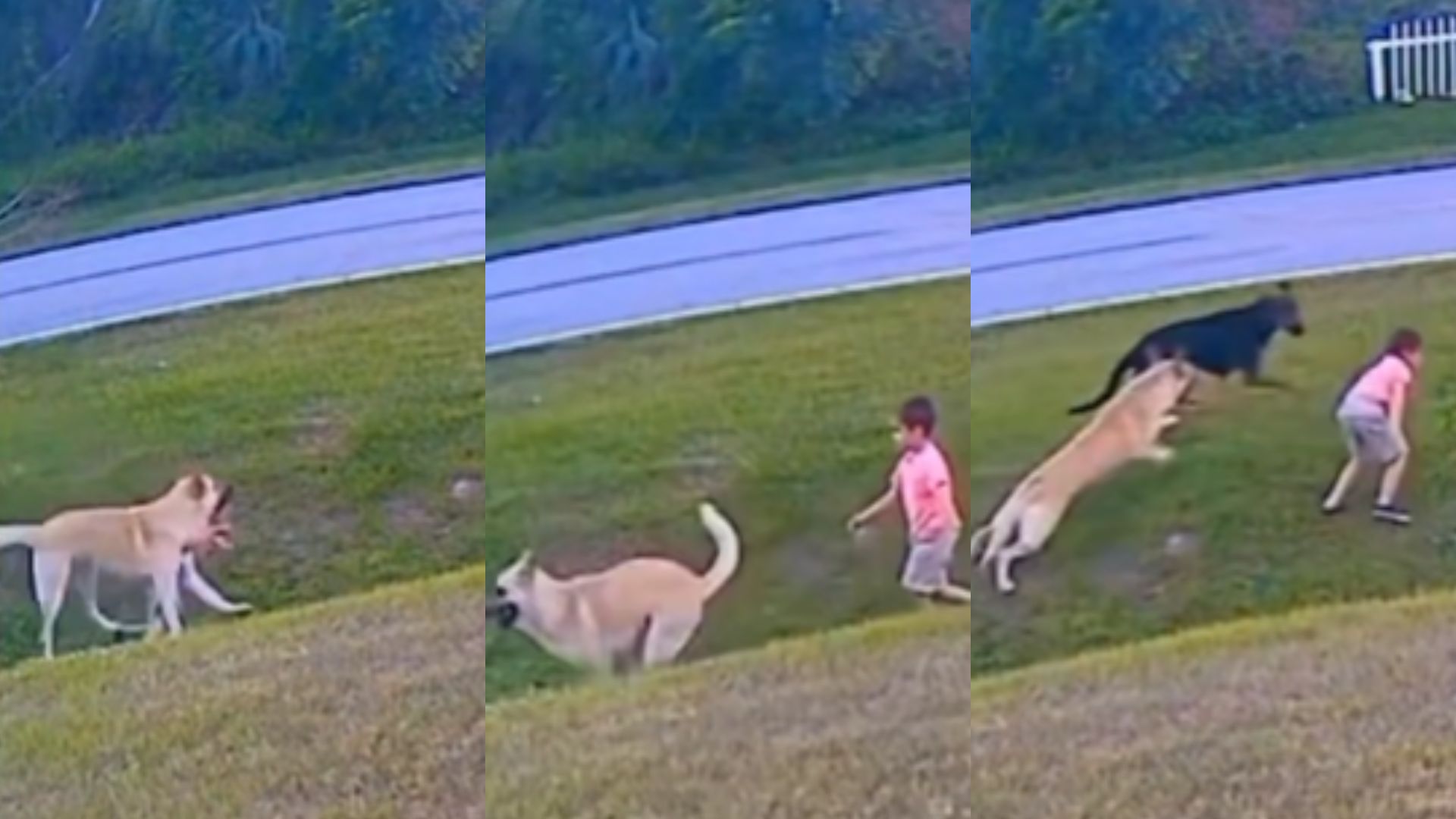 Perro se viste de héroe al un niño ataque de dos canes - Infobae