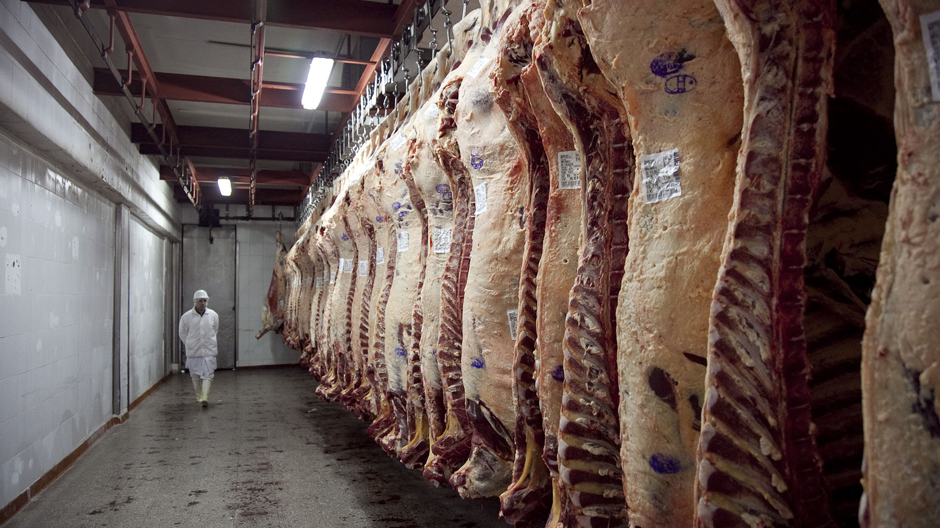 Siguen las críticas del sector agropecuario al nuevo esquema de exportación de carne vacuna. 