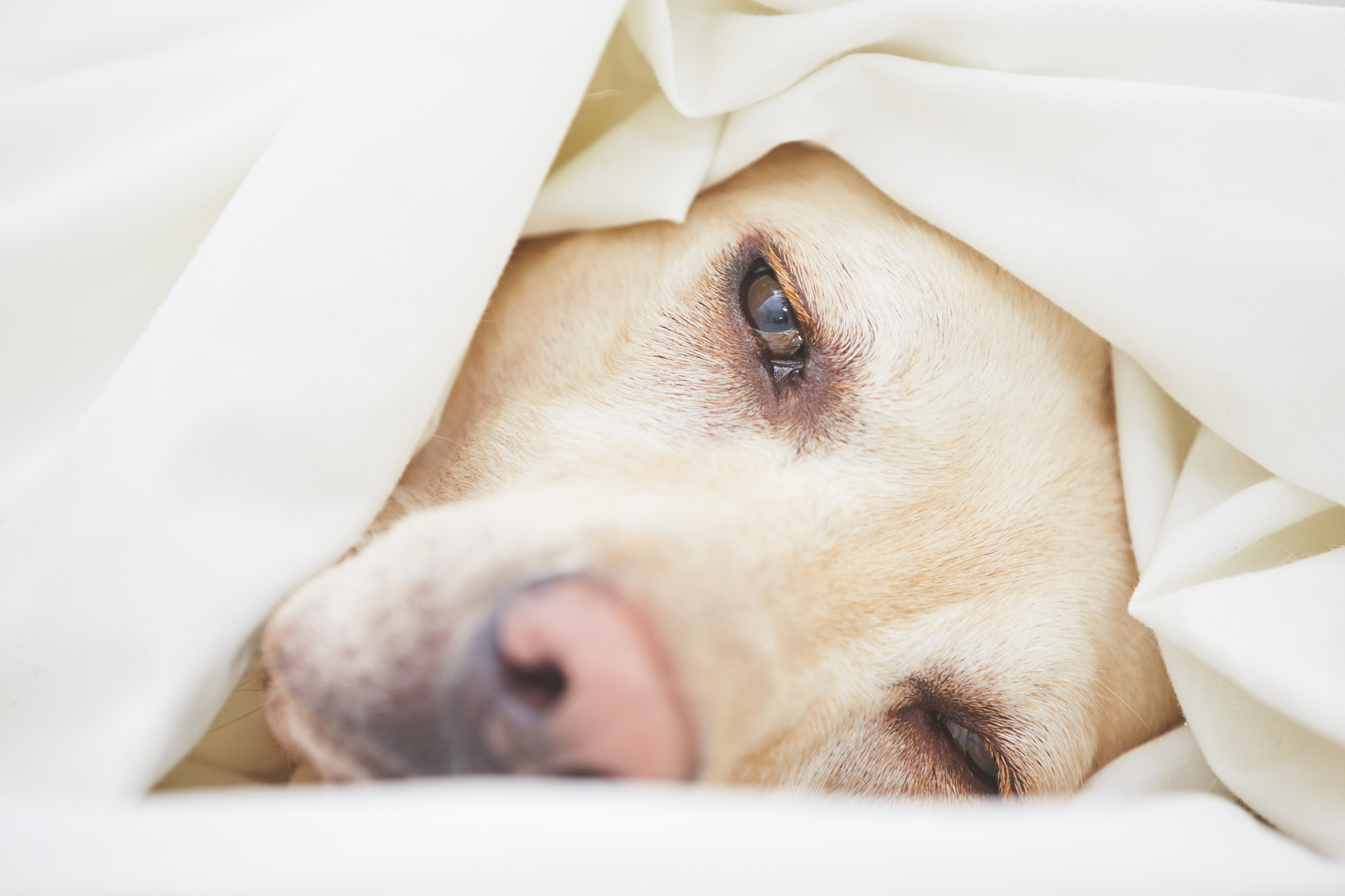 Los perros también puede sufrir depresión y, en muchos casos, la culpa puede ser de sus tutores
(iStock)
