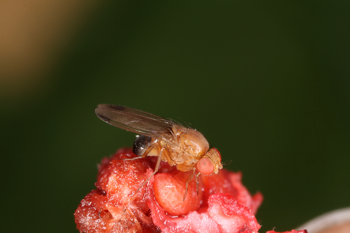 El macho de la drosófila invasora de alas manchadas puede identificarse fácilmente por las manchas oscuras de las alas/ Martin M. Gossner