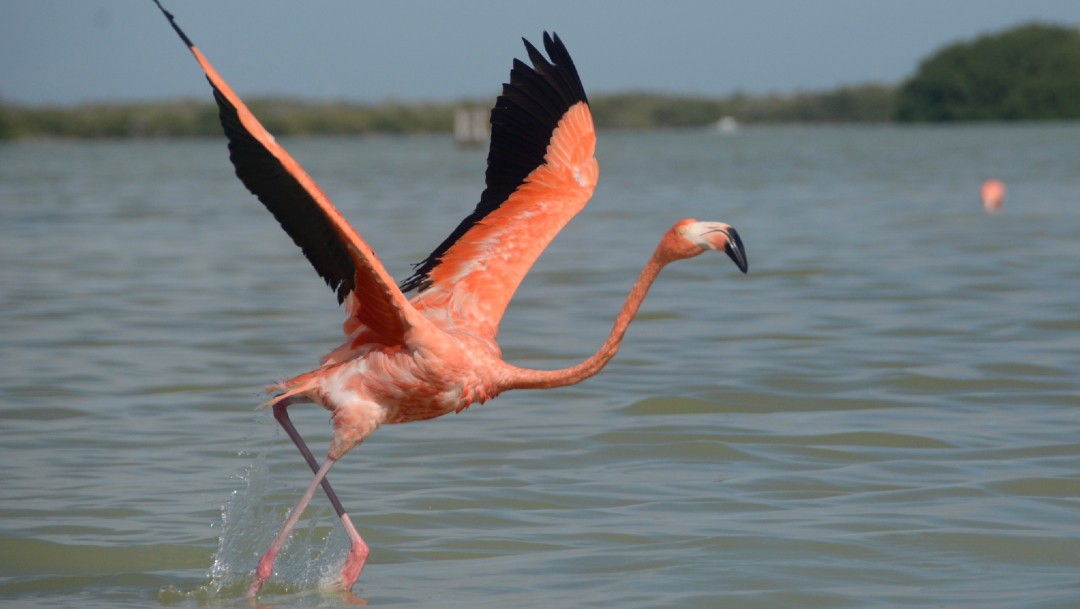Yucatán busca proteger nidos de flamencos rosados en la Reserva Ciénegas y Manglares al norte del estado