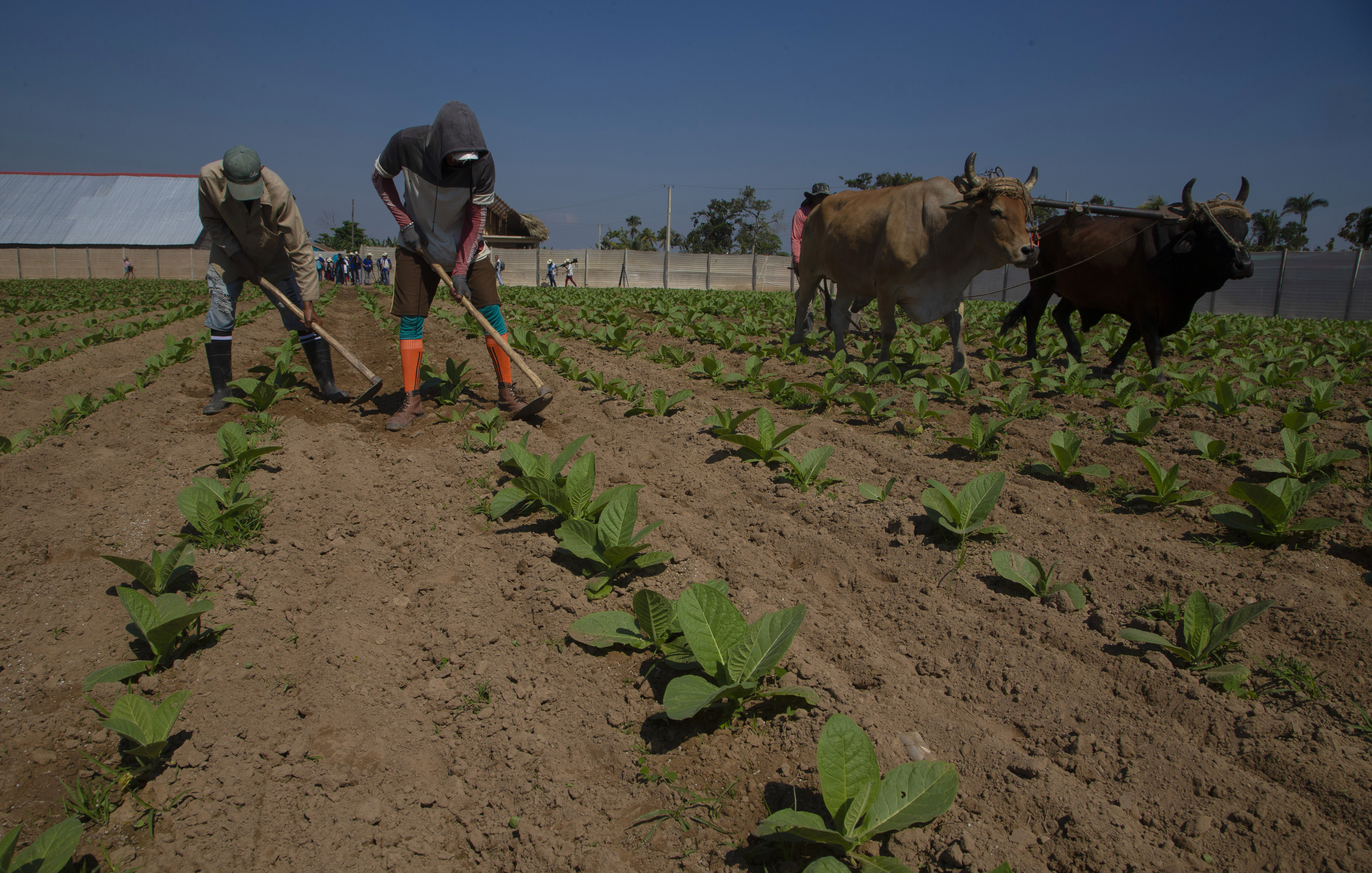 Trabajadores agrícolas trabajan en un campo de tabaco en una finca de la comunidad de La Coloma en Pinar del Río, Cuba (AP Foto/Ismael Francisco/Archivo)
