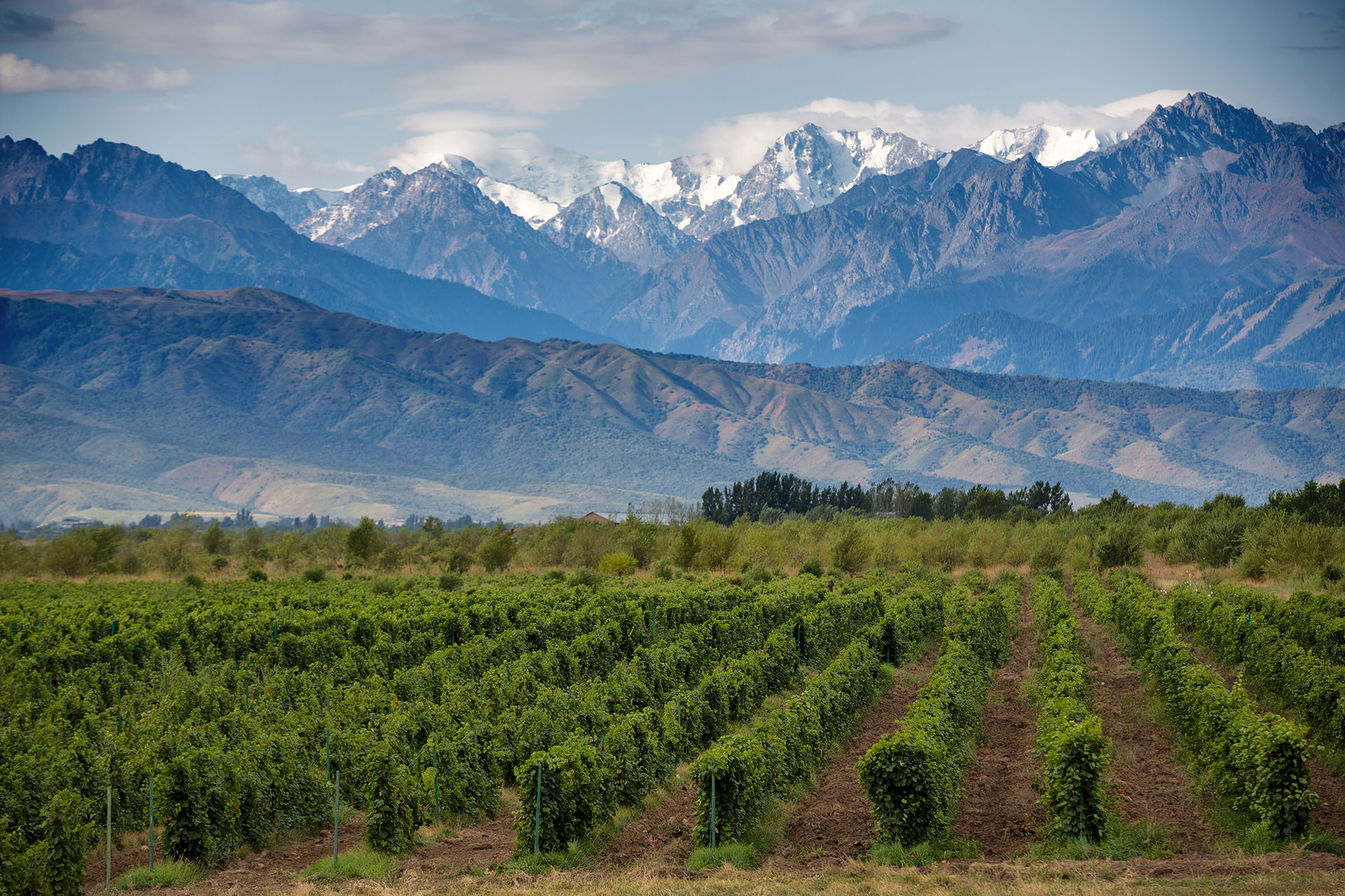 Paisaje de la provincia de Mendoza (Shutterstock)