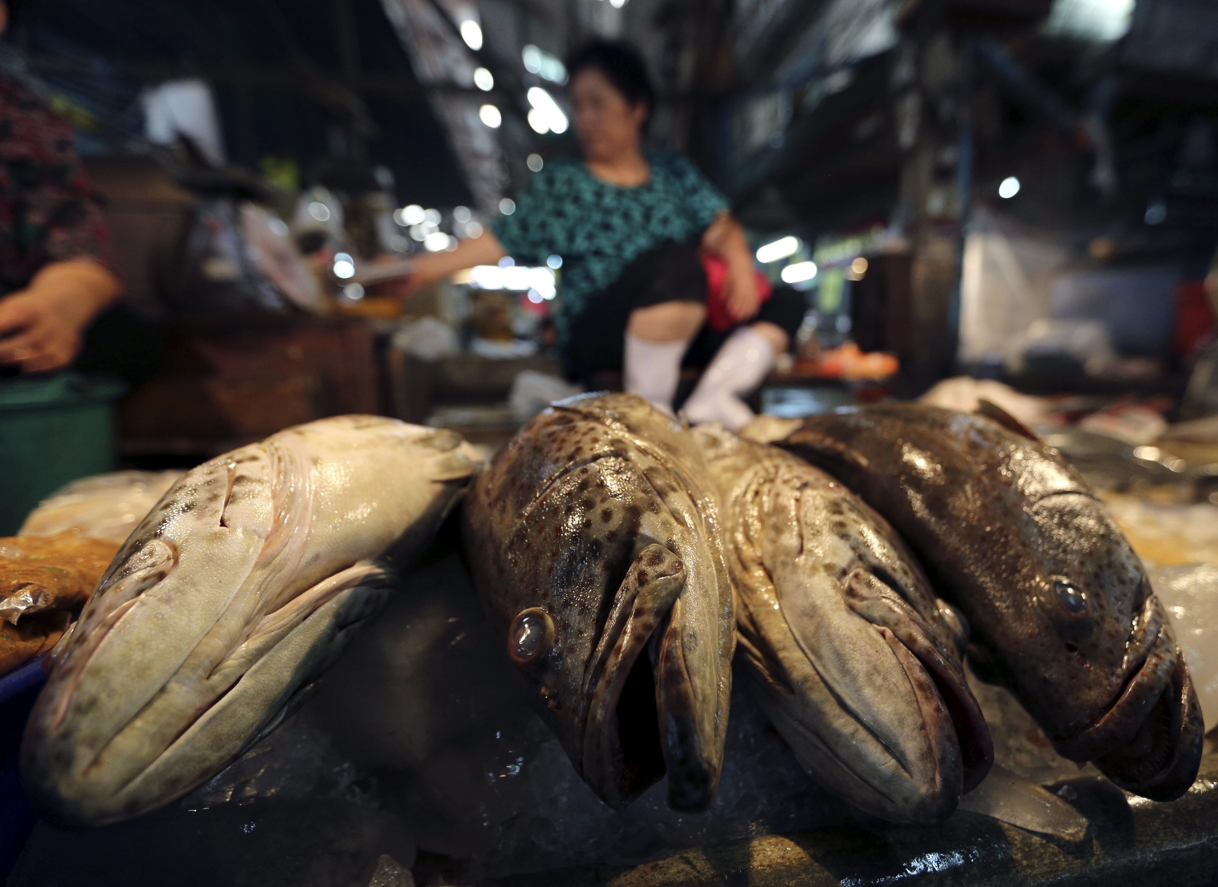 Seg&#250;n la Organizaci&#243;n de las Naciones Unidas para la Alimentaci&#243;n y la Agricultura (FAO), la pesca ilegal no declarada y no reglamentada alcanza cada a&#241;o 26 millones de toneladas (equivalente al 15 % de la producci&#243;n mundial registrada) y mueve cerca de 23.000 millones de d&#243;lares. EFE/Narong Sangnak/Archivo
