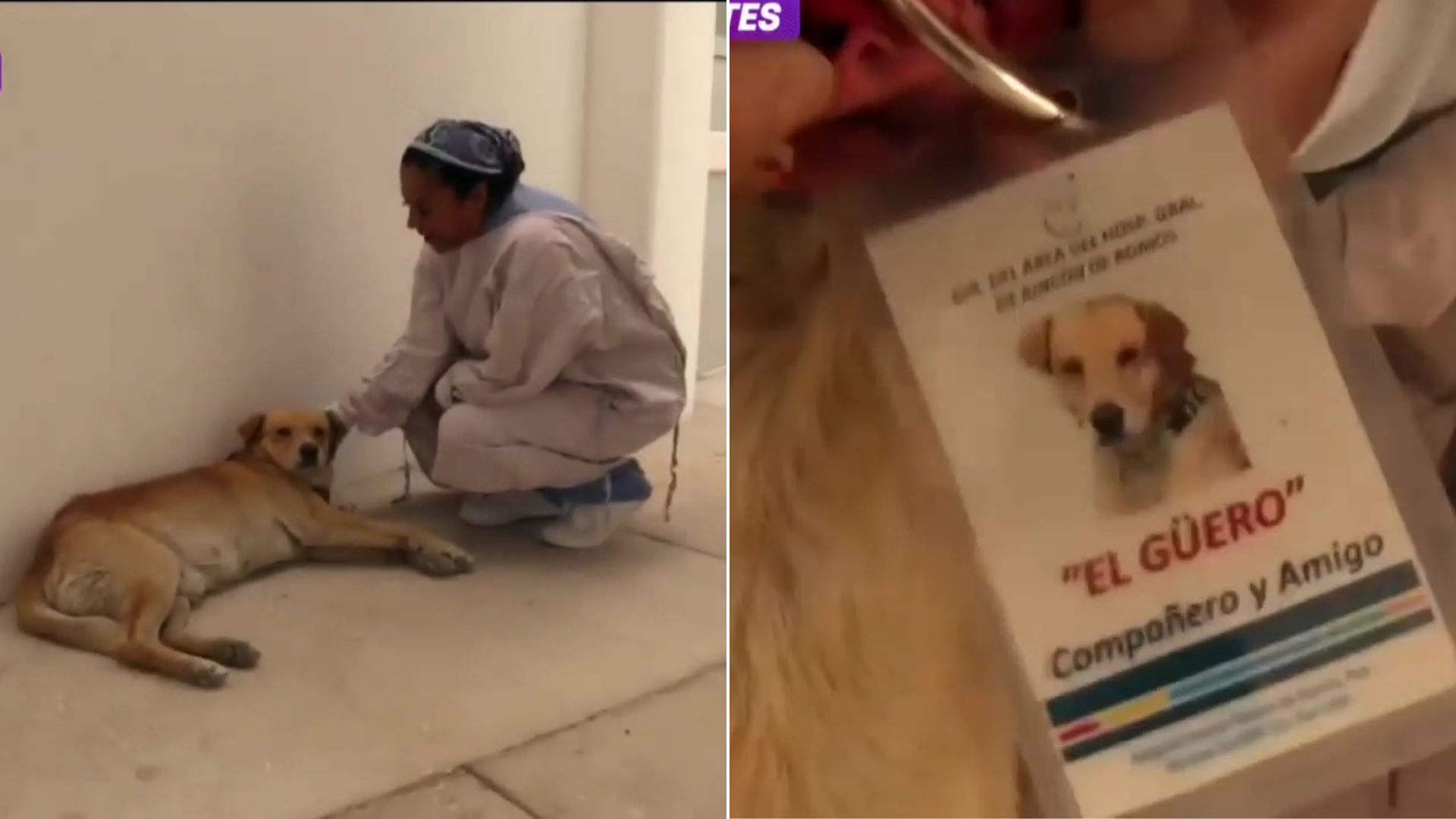 La historia de "Güero" conmovió a los usuarios en las redes sociales. (Facebook)