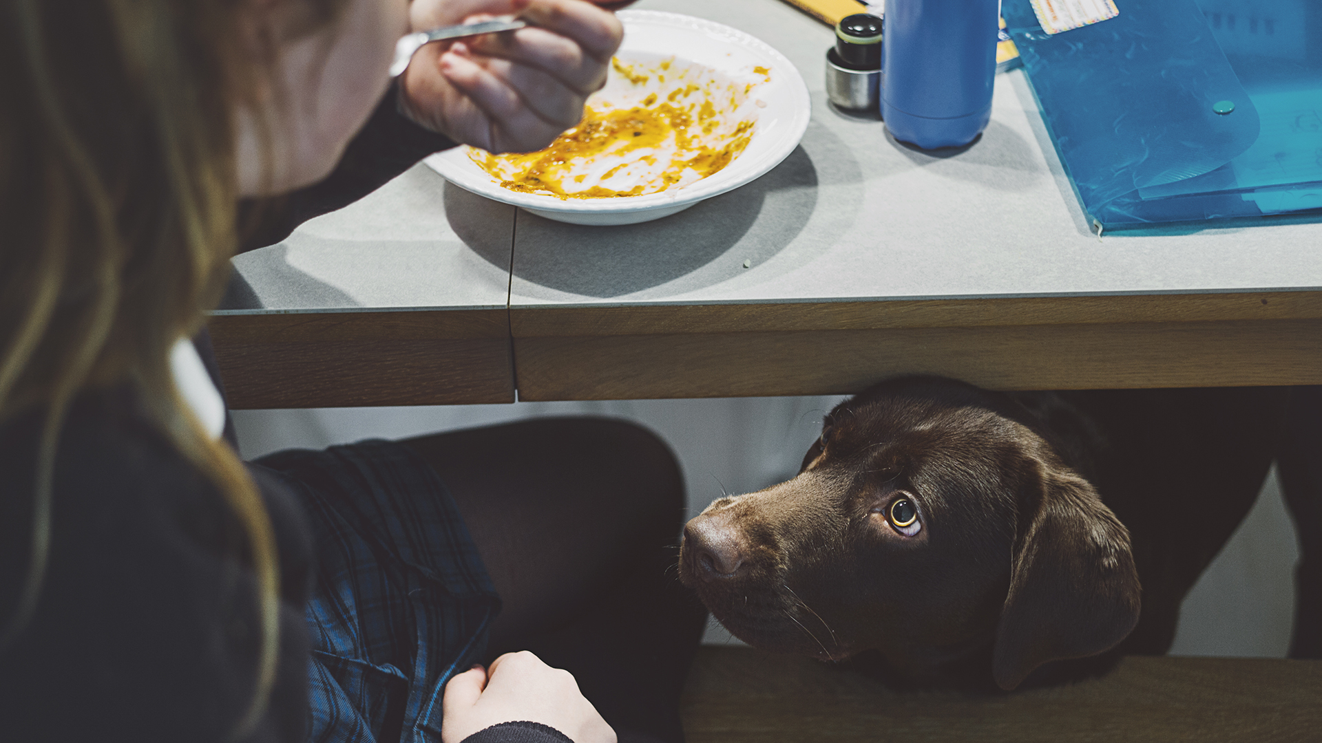 El hábito de los perros de pedir comida en la mesa puede revertirse gracias a 12 consejos simples
(Getty Images)