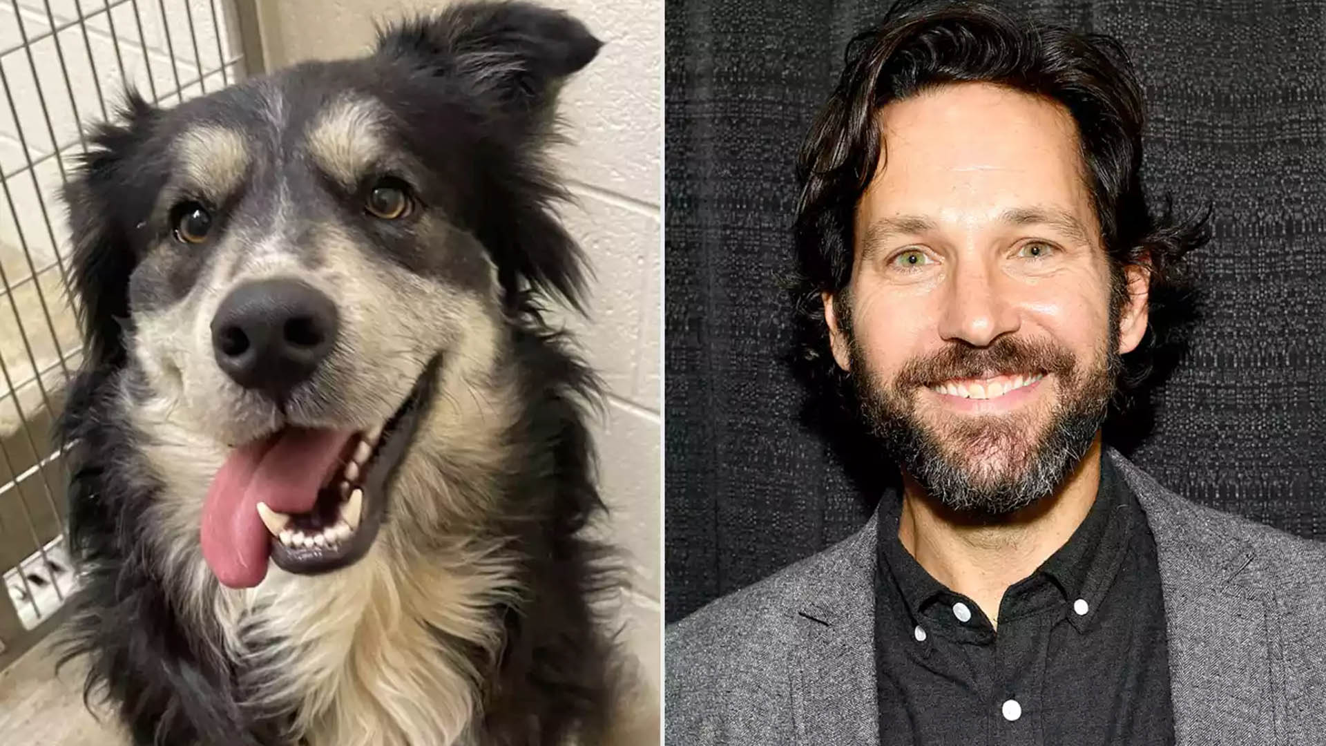 Un perro sin hogar se hizo famoso por su presunto parecido con el “hombre más sexy del mundo” y cambió su destino 