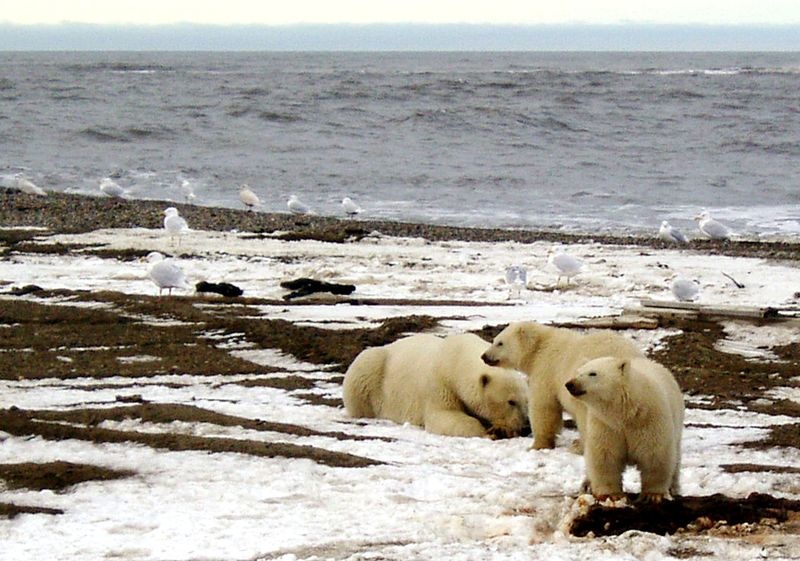 Los osos polares necesitan del hielo para su actividad de caza (REUTERS)