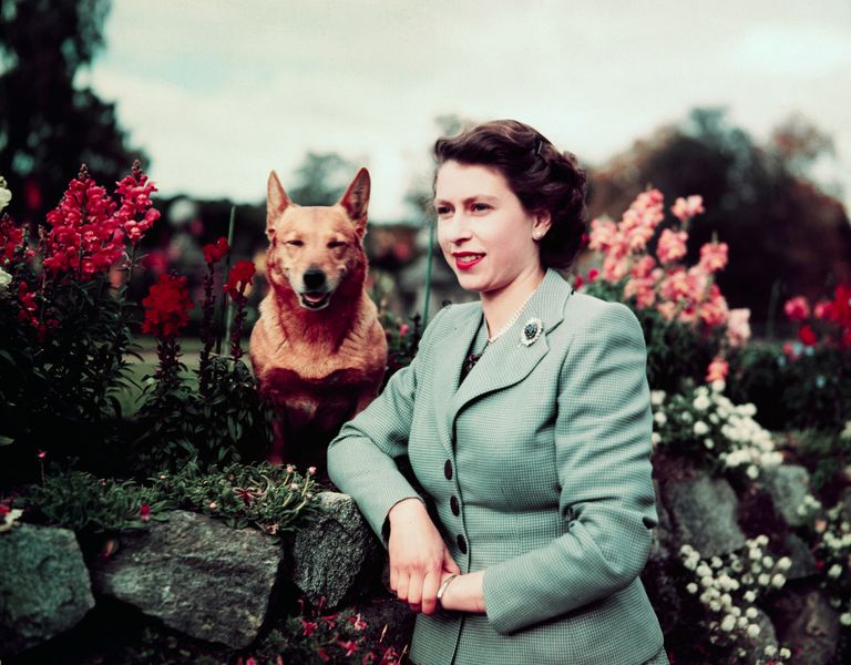 Queen Elizabeth II had around 30 corgis throughout her life / (Getty Images)