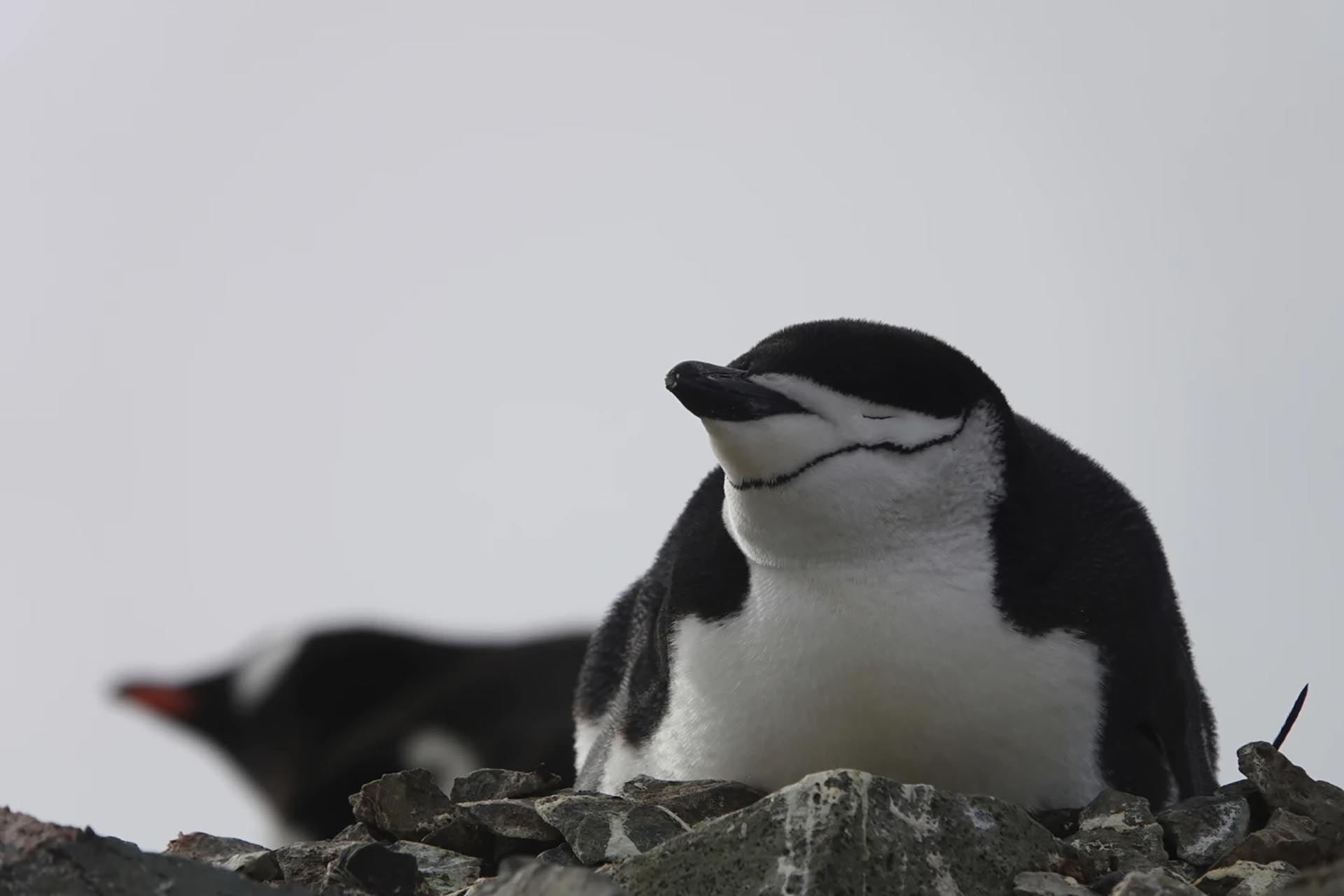 La colonia de pingüinos más grande del mundo está colapsando: qué indica un estudio
