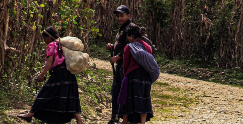 Chiapas: miles de tzotziles han abandonado sus casas por el temor a ataques  armados - Infobae