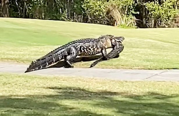 El caimán Grandpappy caminando en un campo de golf de la Florida. (Imagen de referencia)