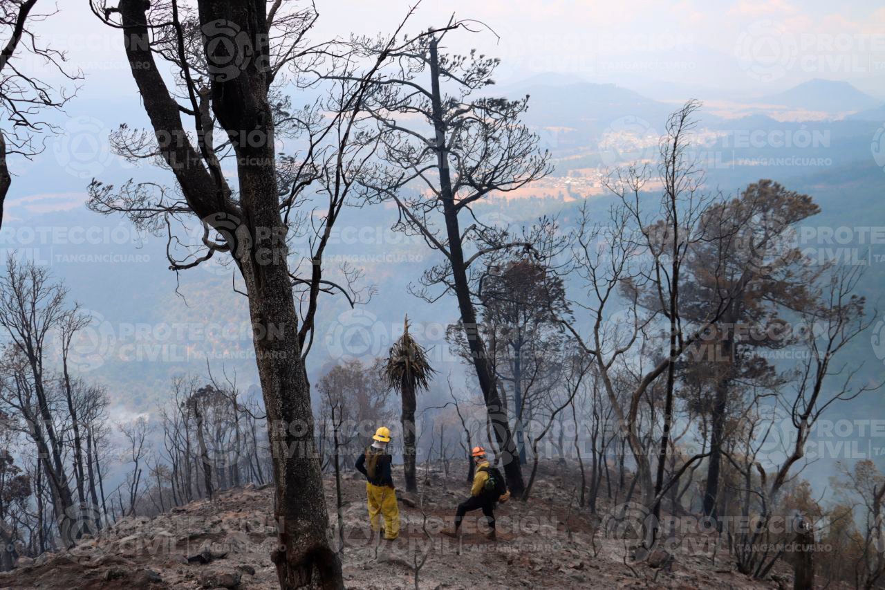 Más de 400 brigadistas combaten incendio forestal en el Cerro Grande, Michoacán