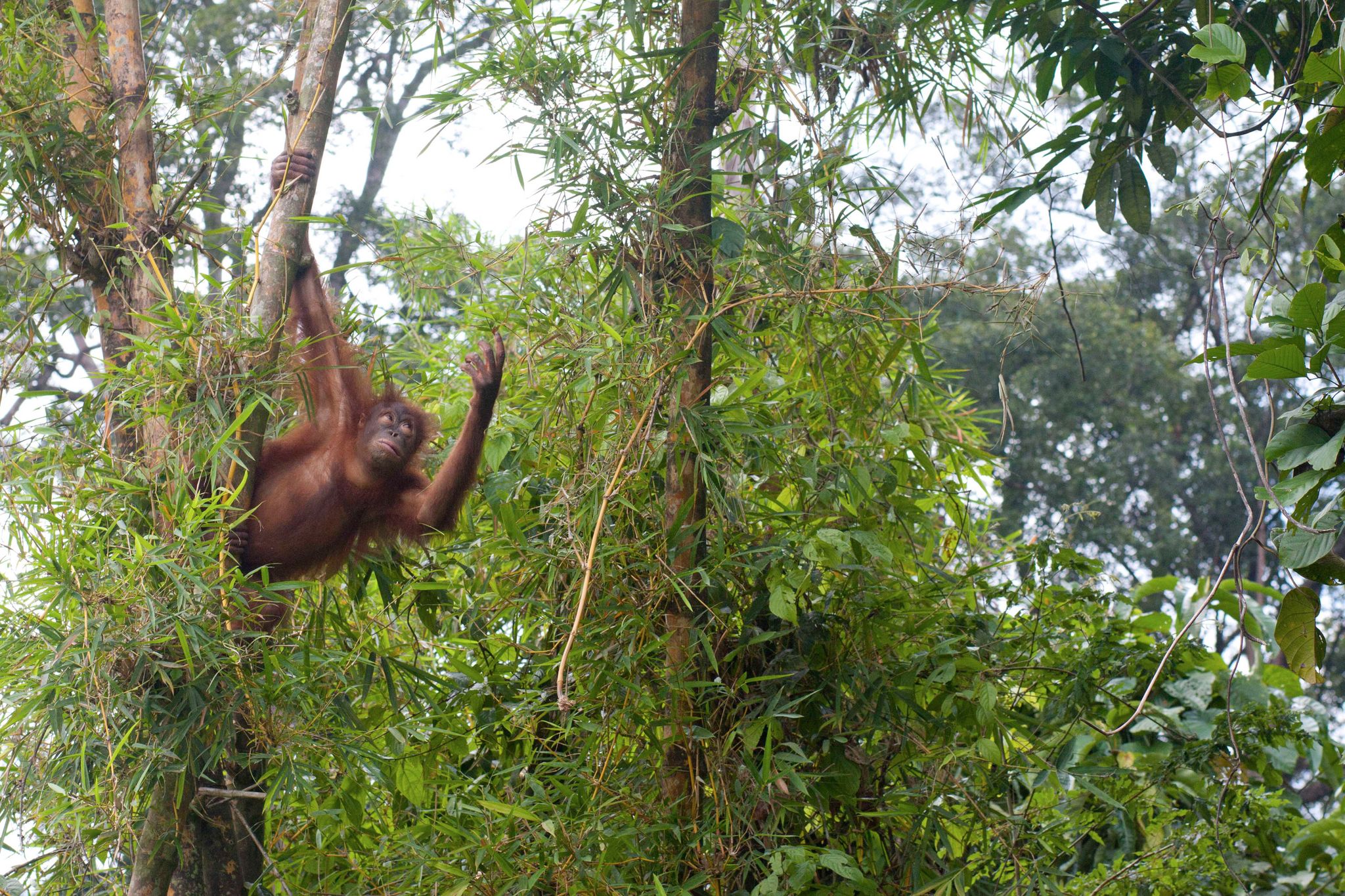 La estrategia comunicativa y la capacidad de respuesta social de los orangutanes varía entre individuos y, al mismo tiempo, también son flexibles (foto: picture alliance / John Grafilo/dpa)