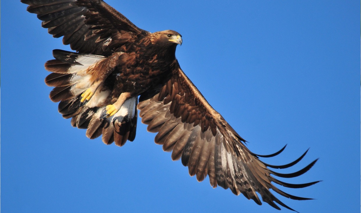Junto al águila calva, el águila real es una de las aves rapaces más grandes de México. (Fuente: www.gob.mx)
