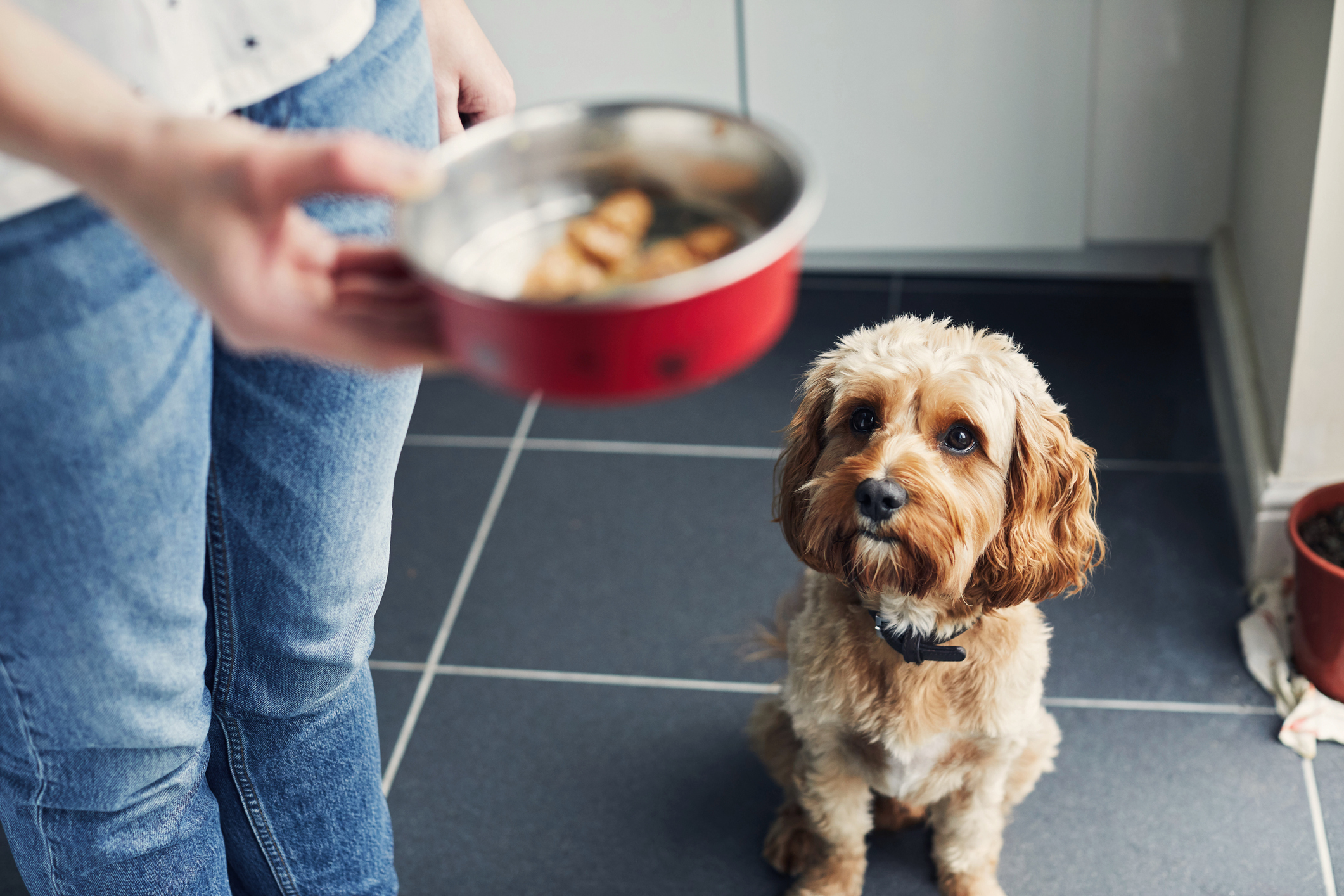 Las mascotas deben tener una buena alimentación para mantenerse sanas y no enfermar (Getty Images)