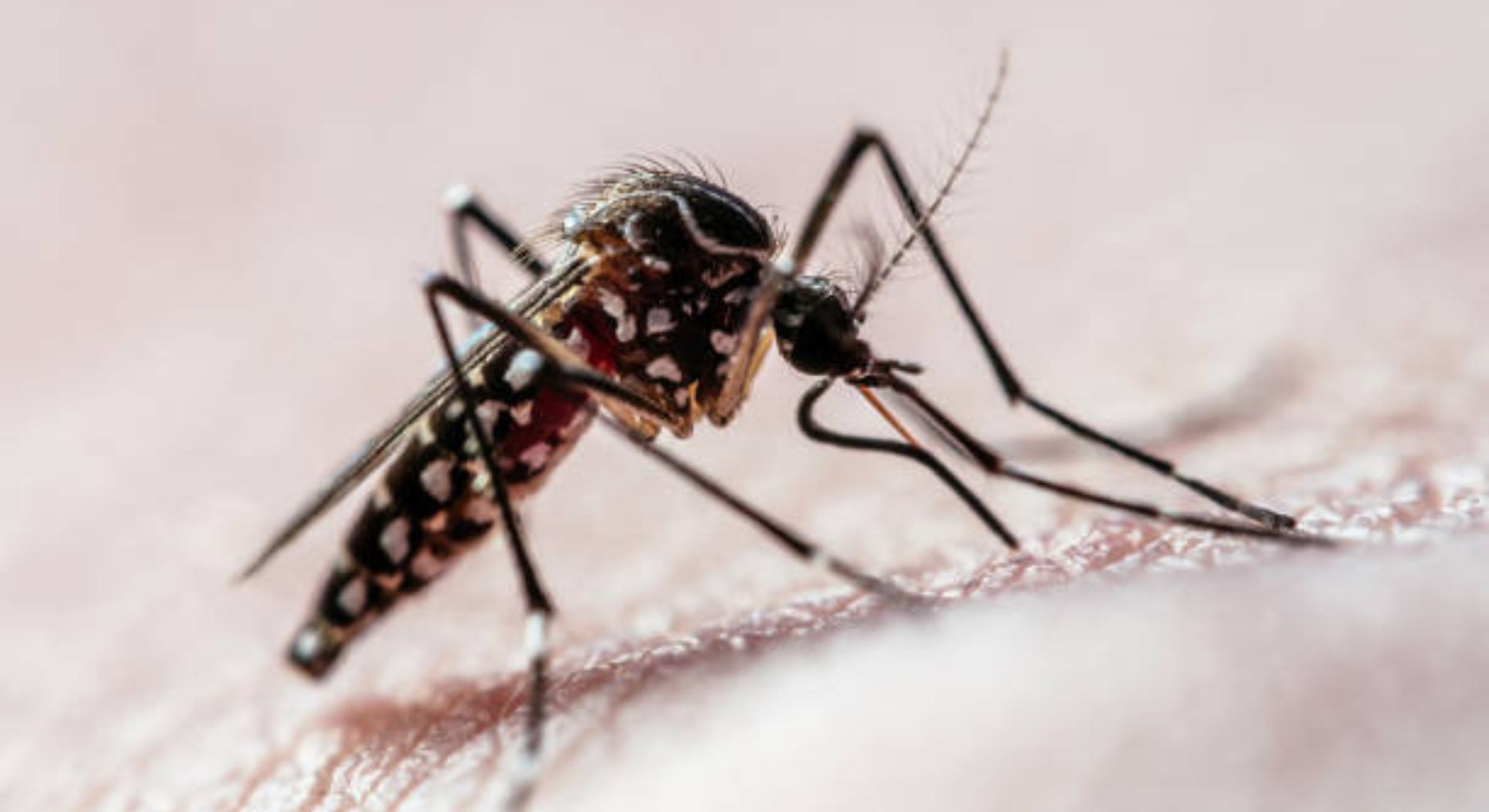 Identificaron un compuesto que puede actuar contra el dengue y Zika