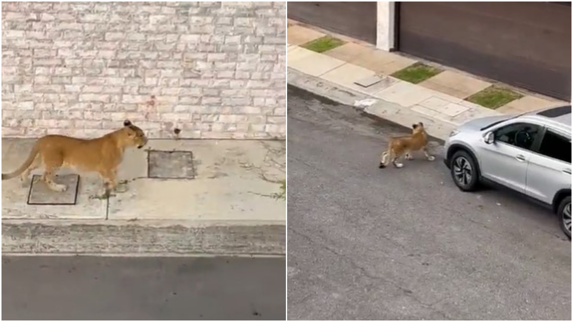 La cachorro de león corrió por la calle (Captura de pantalla)