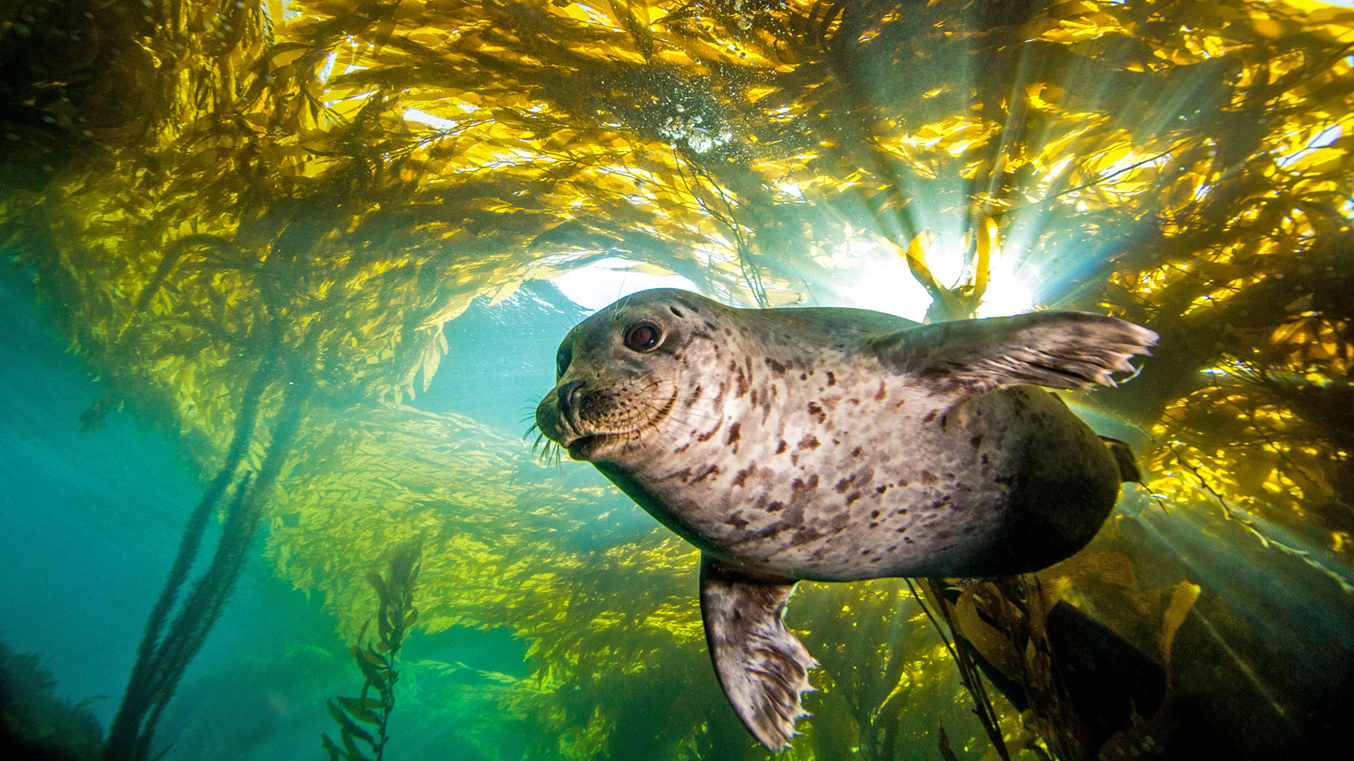 Los científicos partieron del conocimiento, comprobado hace mucho tiempo, de que las focas localizan fácilmente a sus presas en las profundidades del océano donde la luz del sol no puede llegar