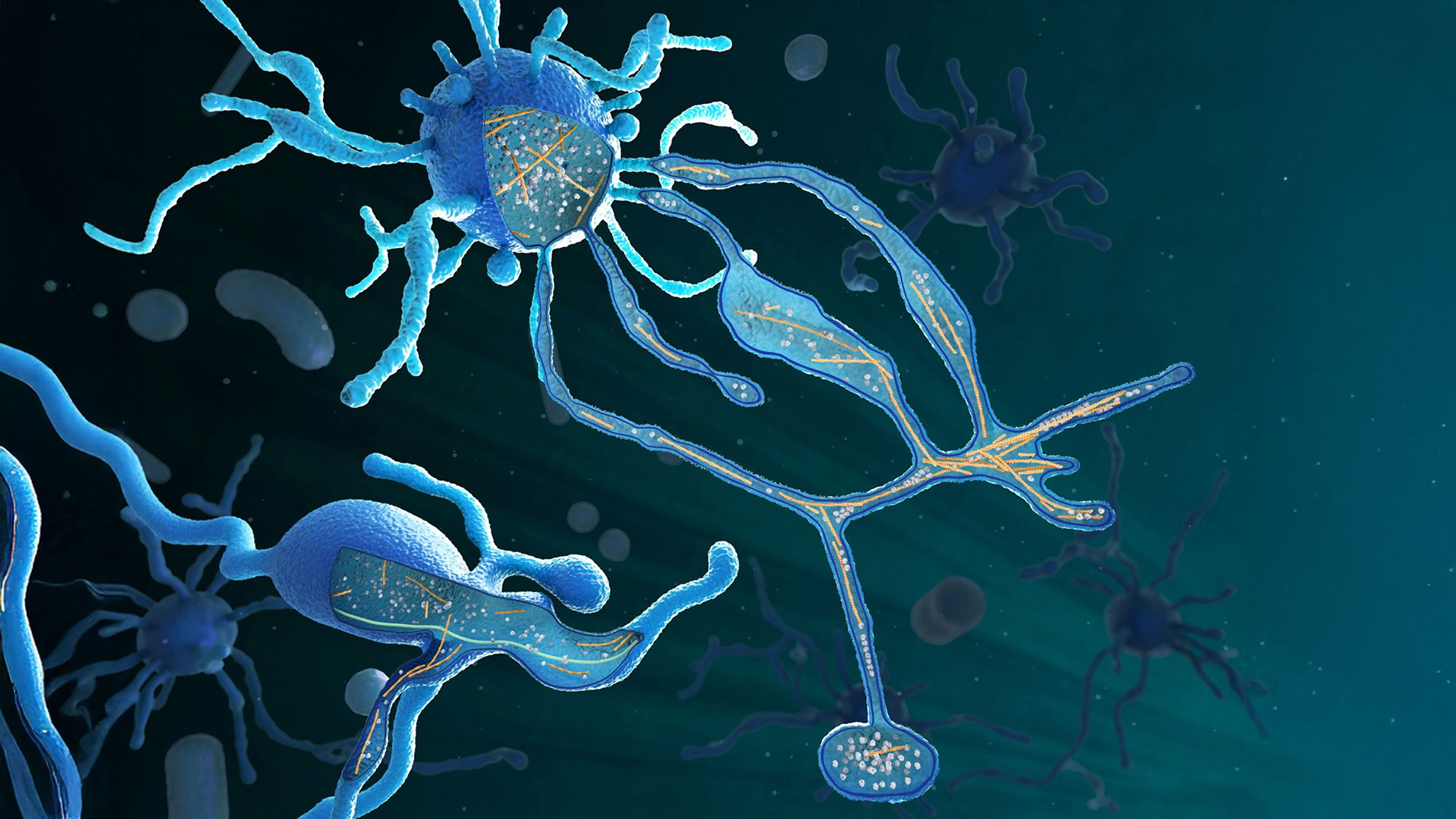 La pelea por el título de pilotos de la F1 tras el triunfo de Norris en Brasil: la distancia que les sacó a Piastri y a Verstappen