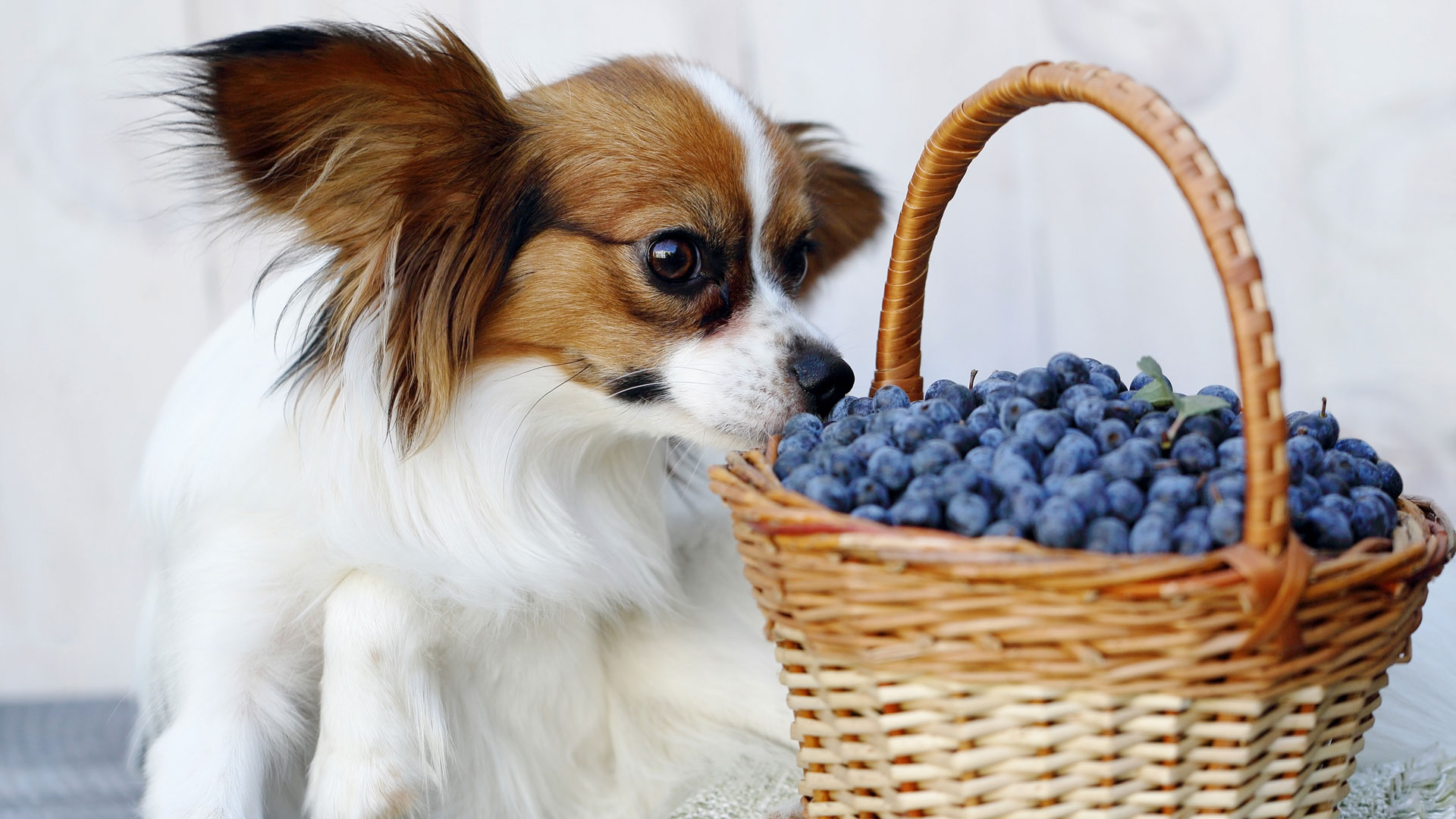Cuáles son los elementos y las plantas más peligrosas para los perros y los  gatos - Infobae, image size:1920x1080