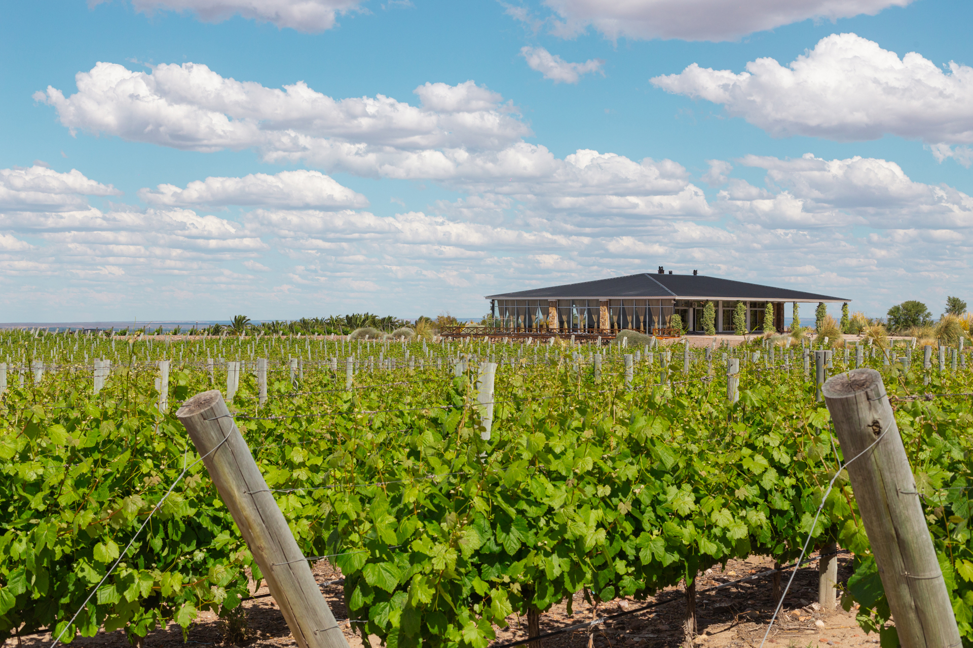 Pequeñas inversiones en viñas: el nuevo boom de la vitivinicultura argentina