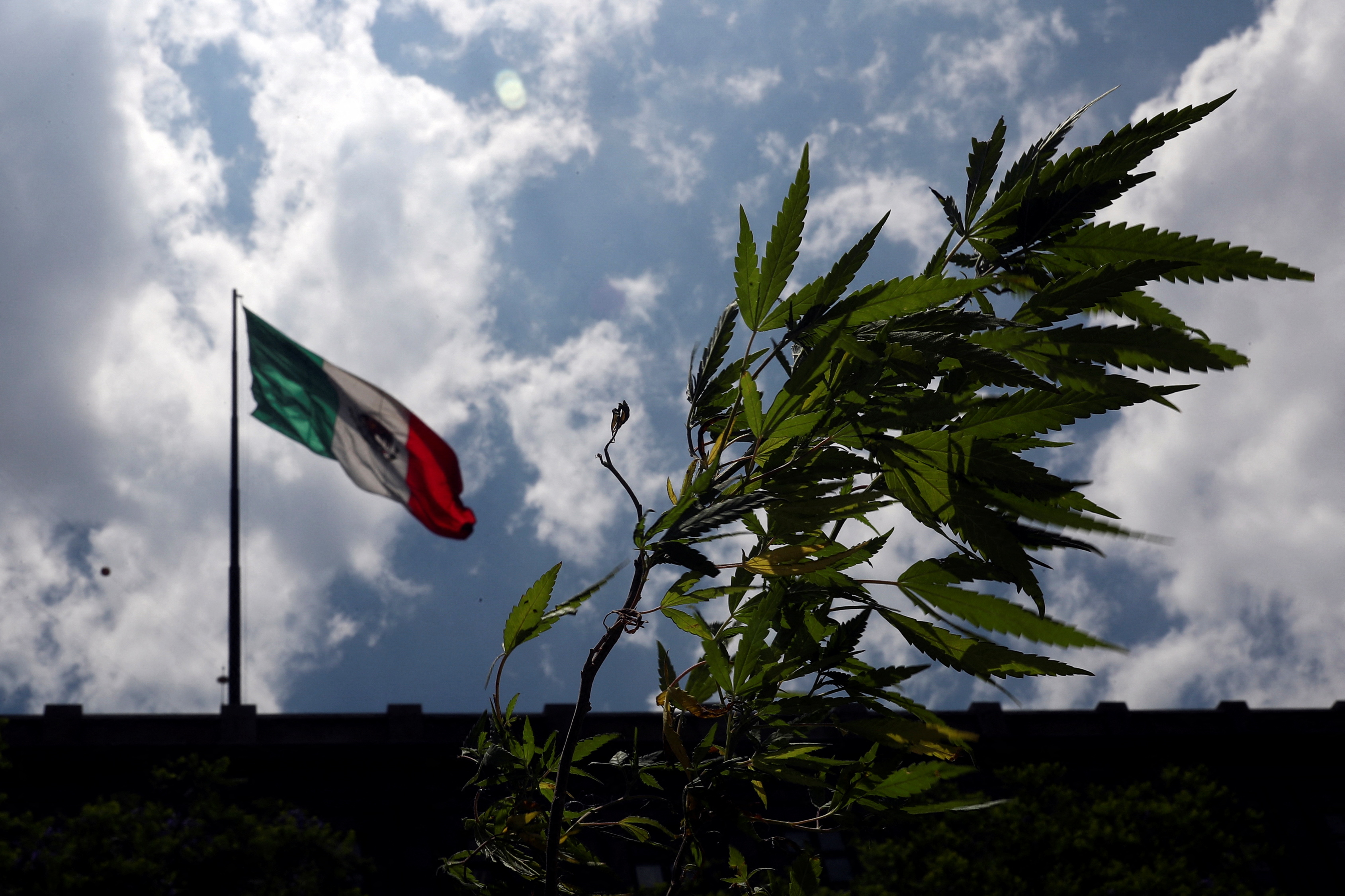 A marijuana plant is pictured near a flag of Mexico during a demonstration in support of the free possession of cannabis without the purpose of sale, outside the Supreme Court building in Mexico City, Mexico, May 11, 2022. REUTERS/Edgard Garrido