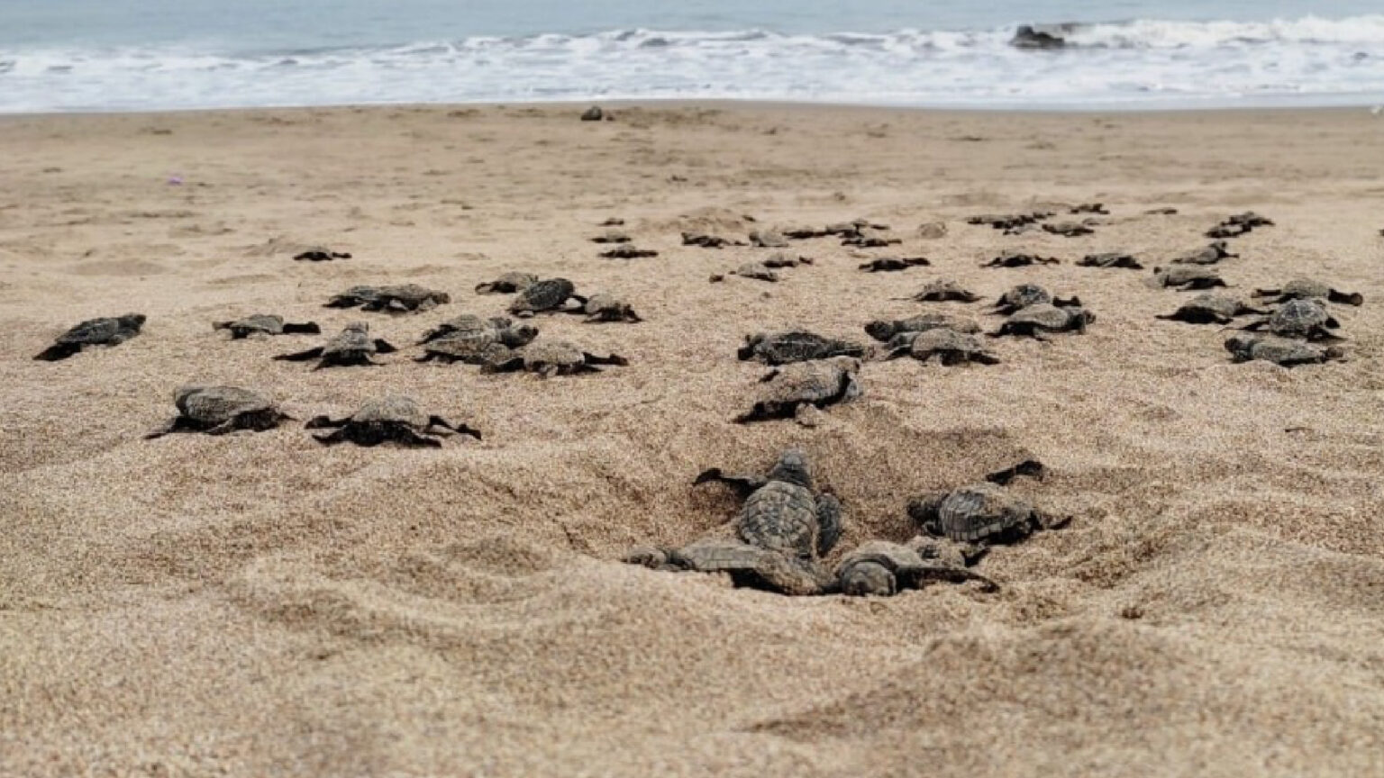 Entre los ejemplares monitoreados, una tortuga viajó un total de 1.306 kilómetros para encontrar una isla a solo 176 kilómetros de su punto de partida (Foto: Ministerio del Ambiente de Ecuador) 