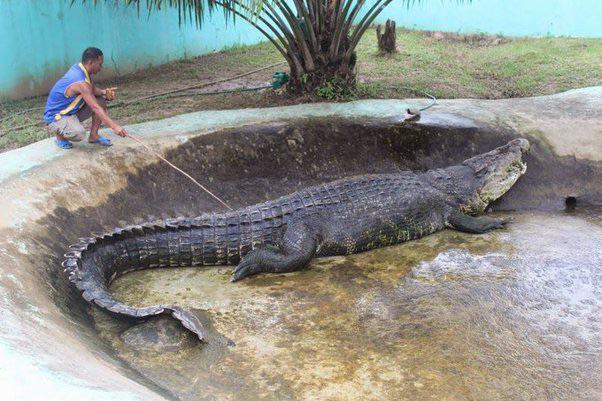 Una foto viral reavivó la aterradora historia del cocodrilo en cautiverio más grande del mundo