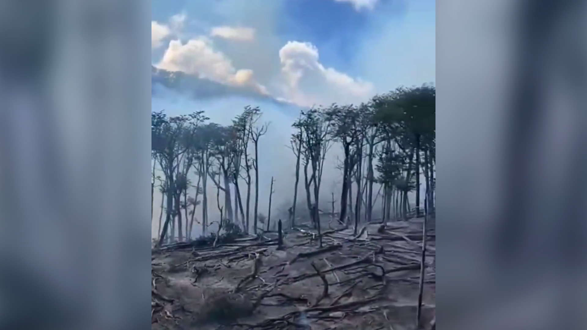 Los incendios afectan un bosque virgen antiguo de Tierra del Fuego