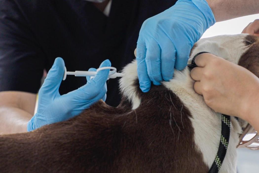 Instituto de Protección y Bienestar Animal respondió por el presunto aumento en los microchips 