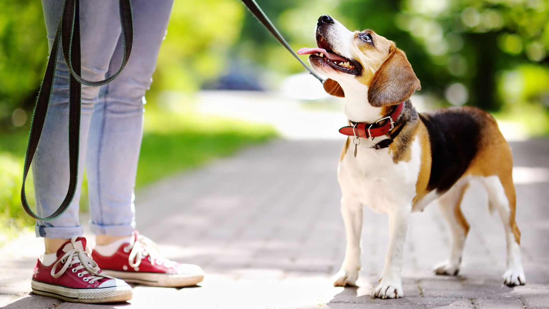 Aunque existe la idea de que los cachorros no deben pisar la calle hasta cumplir los cuatro meses, existen otros modos que le permiten socializar / (iStock)