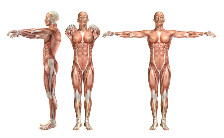 Partes del cuerpo humano. (Freepik)