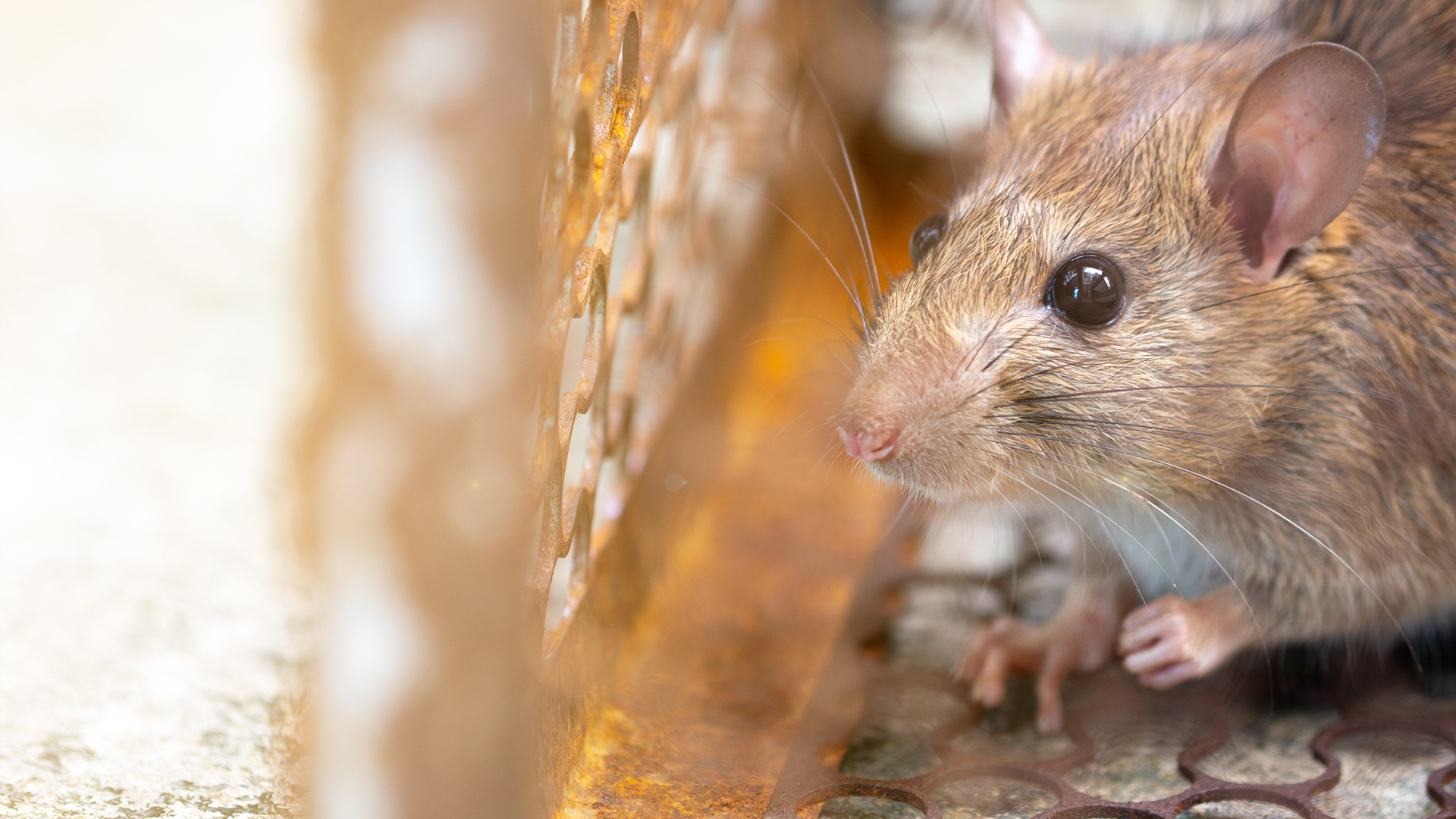 Estados Unidos redujo su presencia militar en Europa oriental
