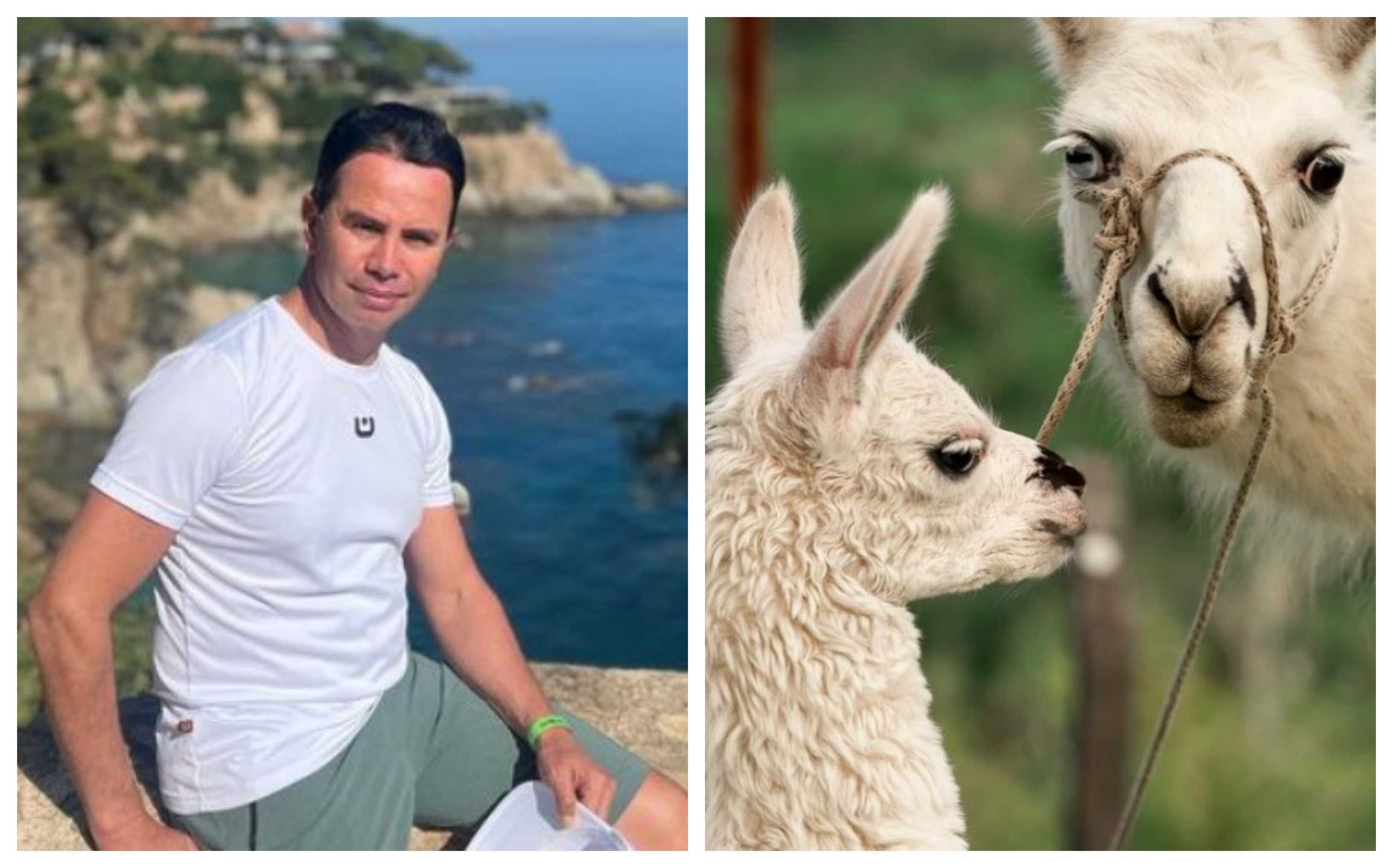 Jhonny Rivera compartió enternecedora historia de Copito, la pequeña llama  que tiene en su finca - Infobae