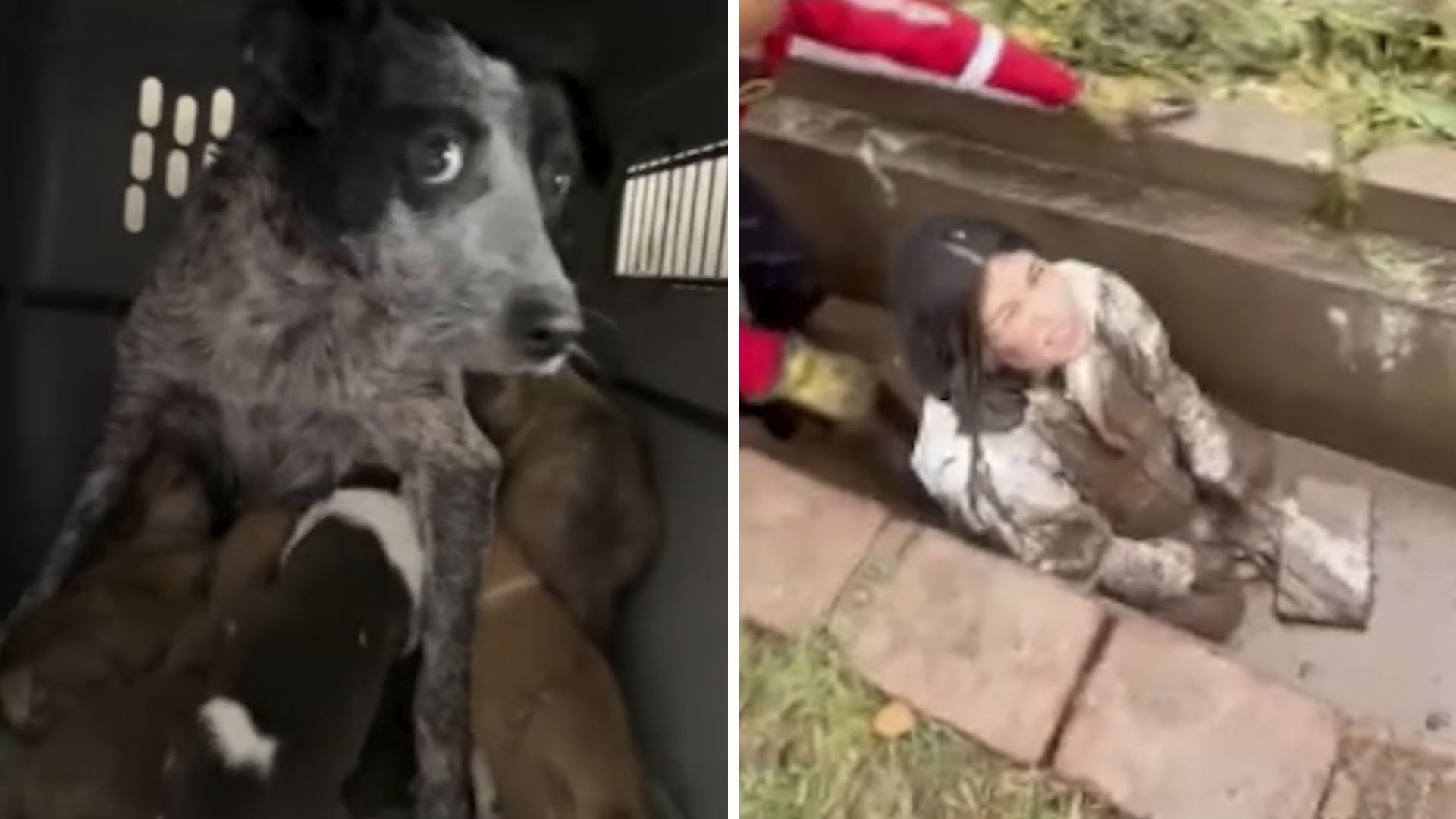 Así es la novela que llega al cine contando el origen de la obra cumbre de Shakespeare